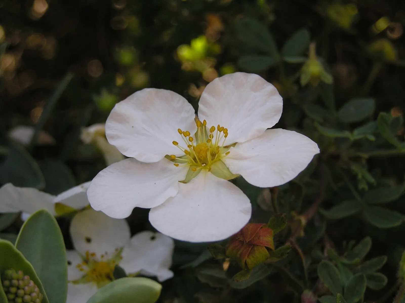 Dwarf Yellow Potentilla (Potentilla Fruticosa) — without the concern of overwhelming the garden; esteemed for its vibrant, buttery-yellow blossoms, image 66