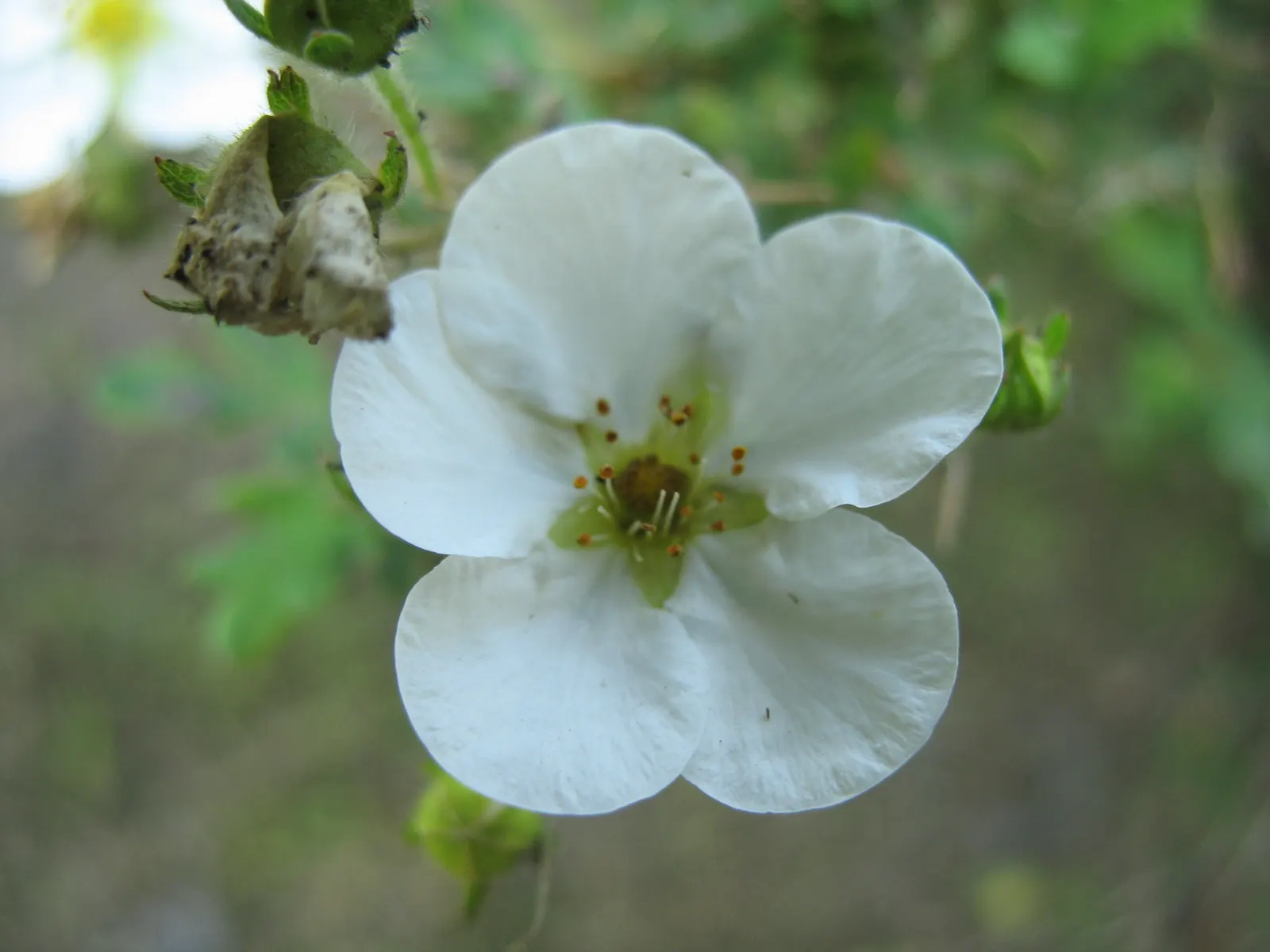 Dwarf Yellow Potentilla (Potentilla Fruticosa) — it is as functional as it is charming; generally not exceeding 36 inches in height or width, image 68