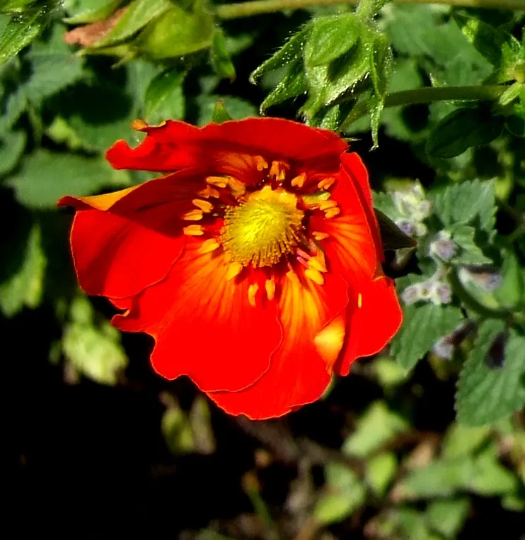 Dwarf Yellow Potentilla (Potentilla Fruticosa) — only requiring occasional pruning to maintain its tidy shape.<br><br>The compact size of this shrub; it