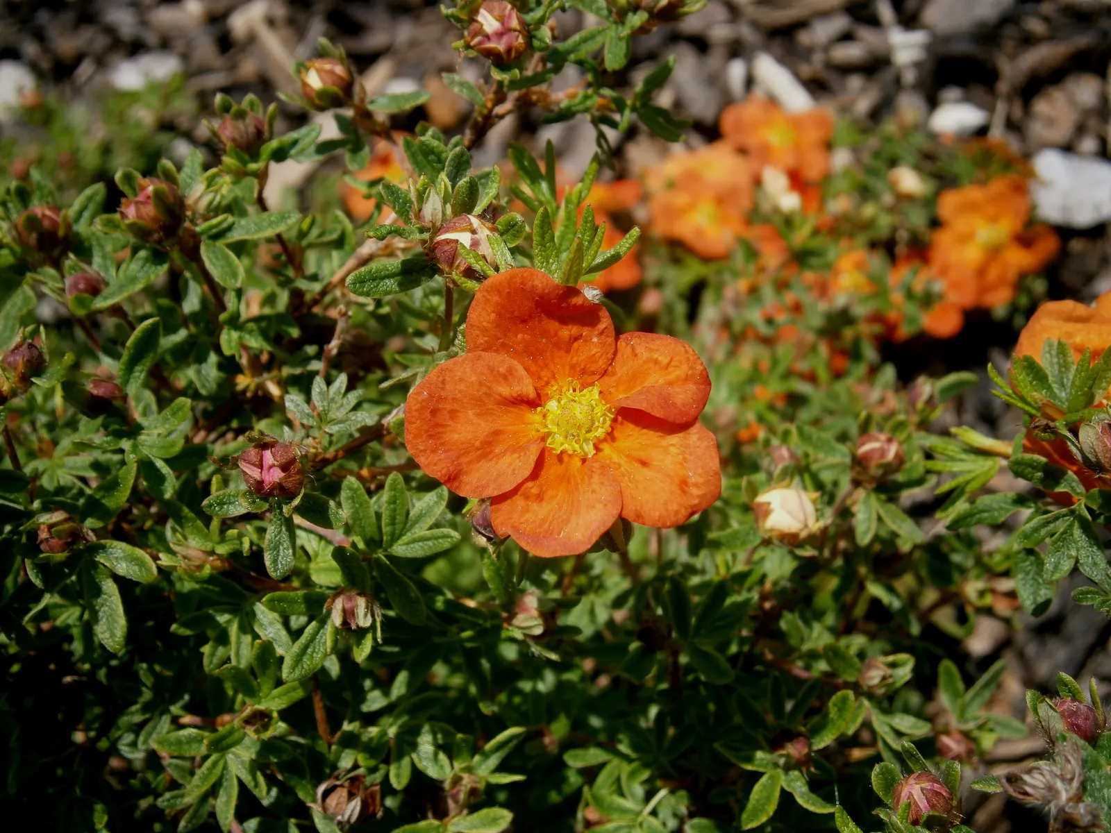 Dwarf Yellow Potentilla (Potentilla Fruticosa) — adding seasonal interest.<br><br>Potentilla fruticosa thrives in USDA Hardiness Zones 2 through 7, image 59