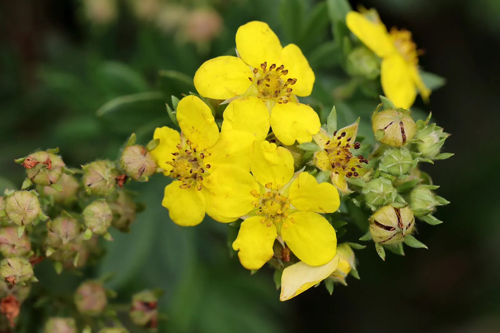 Dwarf Yellow Potentilla (Potentilla Fruticosa) — each comprising five delicate petals; its compact form makes it ideal for borders and low hedges