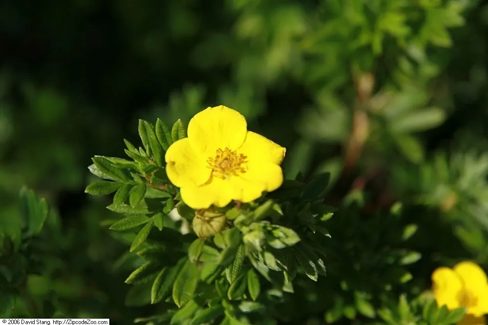 Dwarf Yellow Potentilla (Potentilla Fruticosa) — only requiring occasional pruning to maintain its tidy shape.<br><br>The compact size of this, image 64