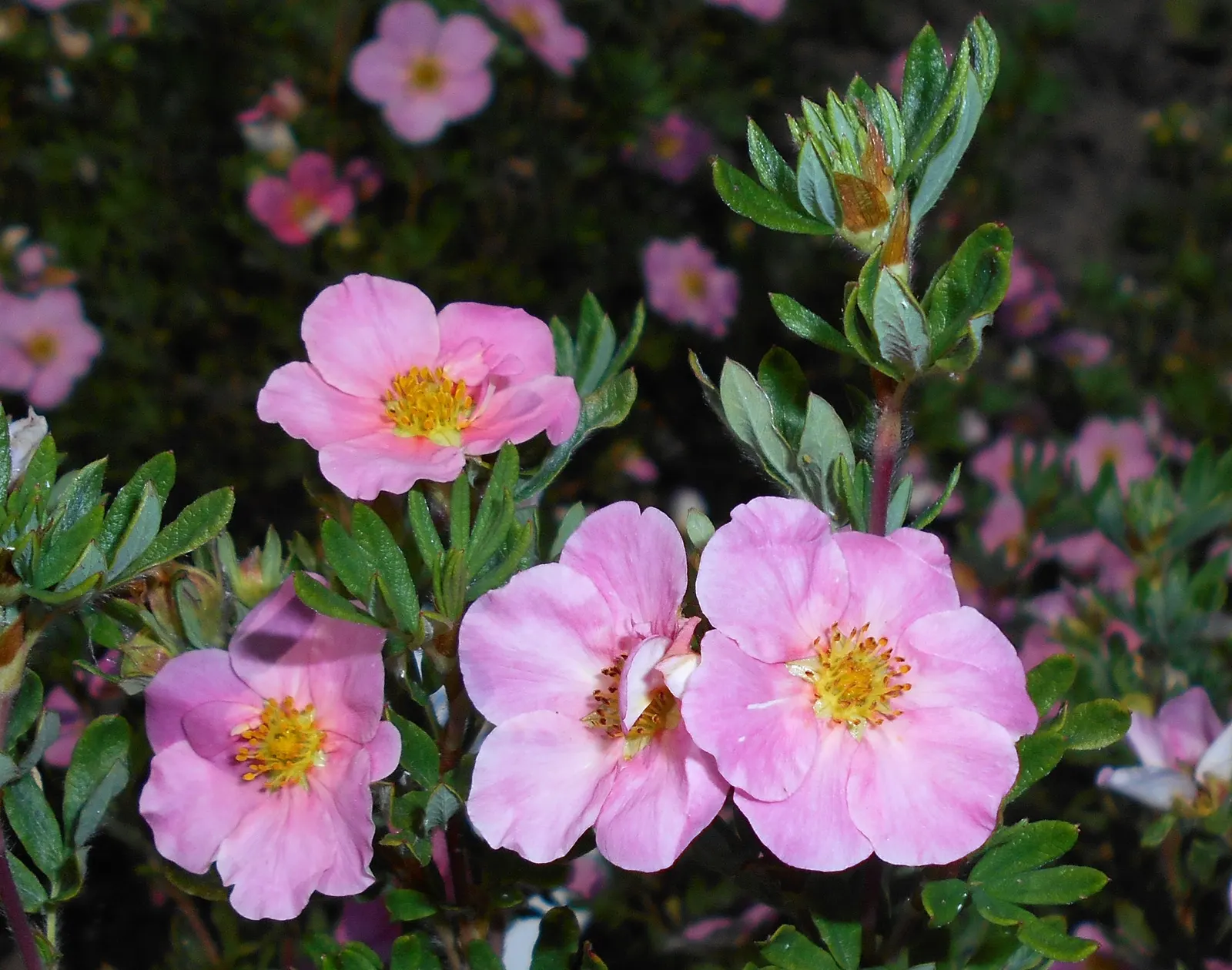 Dwarf Yellow Potentilla (Potentilla Fruticosa) — the Dwarf Yellow Potentilla is drought-resistant and low-maintenance; scientifically known as, image 63