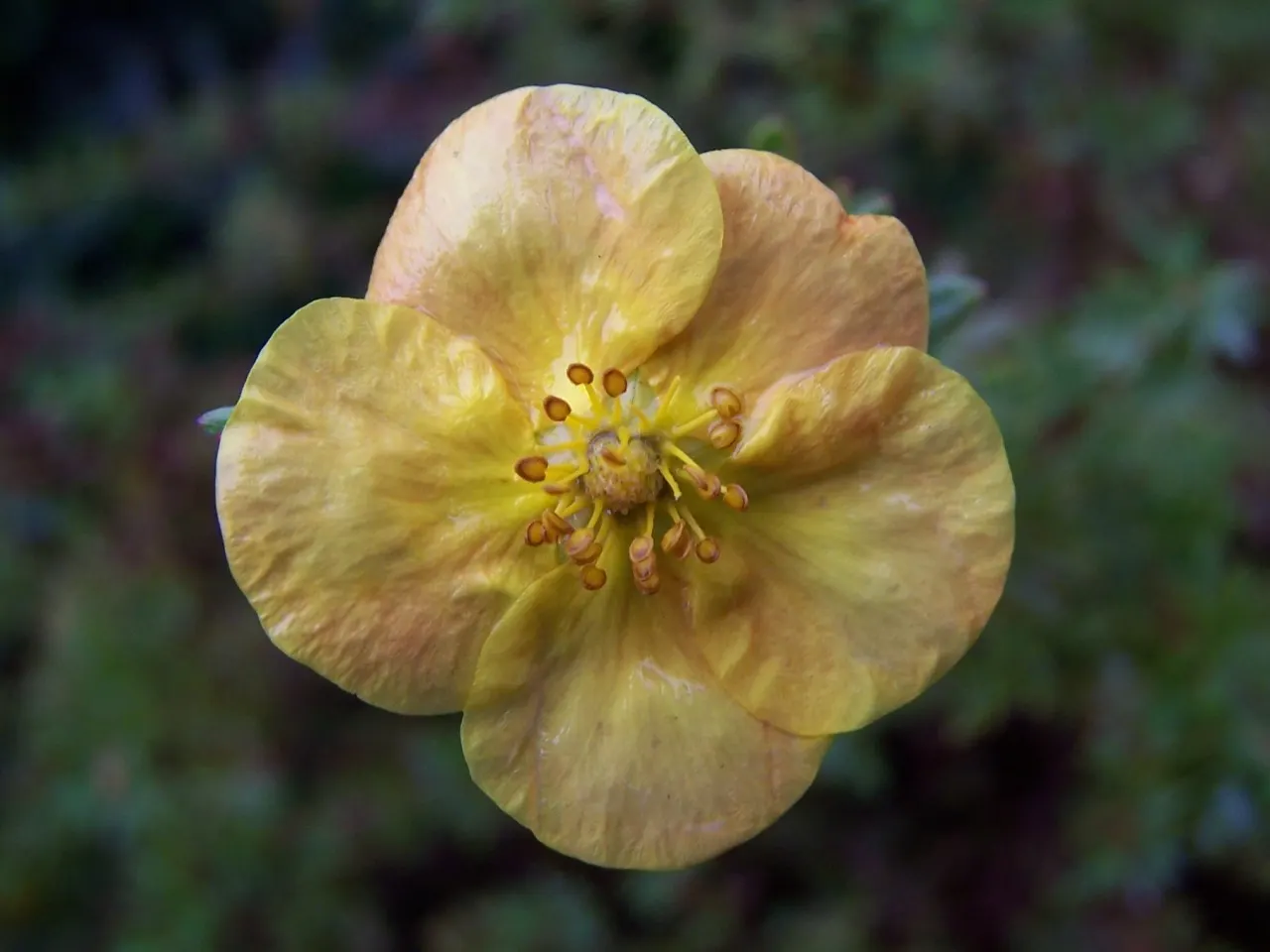 Dwarf Yellow Potentilla (Potentilla Fruticosa) — Its compact form makes it ideal for borders and low hedges