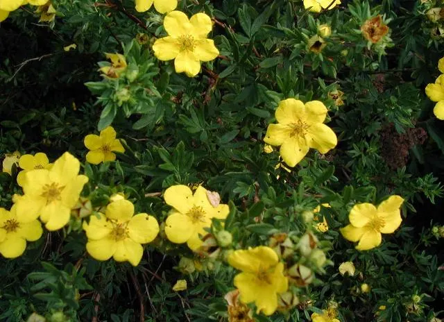 Dwarf Yellow Potentilla (Potentilla Fruticosa) — Its compact form makes it ideal for borders and low hedges; each comprising five delicate petals