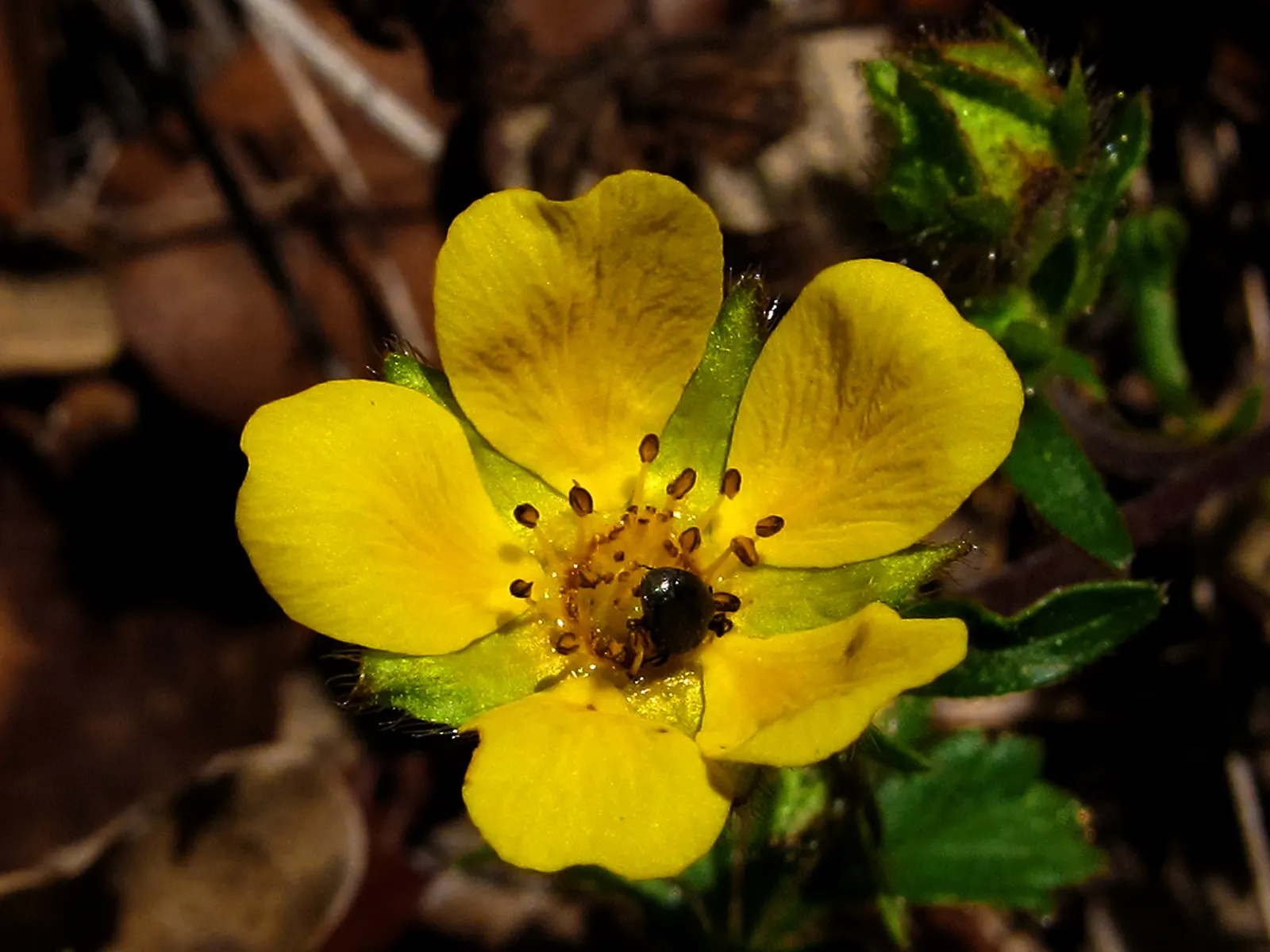 Dwarf Yellow Potentilla (Potentilla Fruticosa) — the Dwarf Yellow Potentilla is drought-resistant and low-maintenance