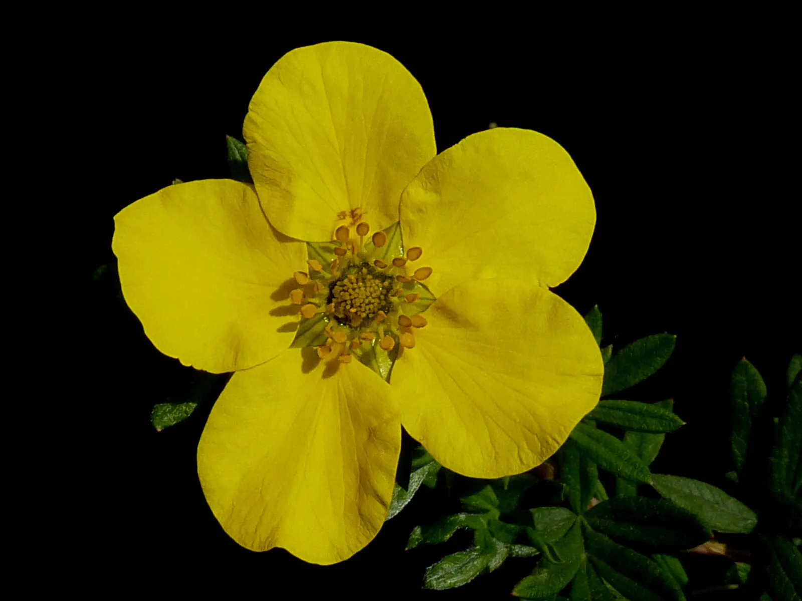 Dwarf Yellow Potentilla (Potentilla Fruticosa) — The Dwarf Yellow Potentilla (Potentilla fruticosa) is a dense; hardy in USDA zones 2-7, it thrives in full sun