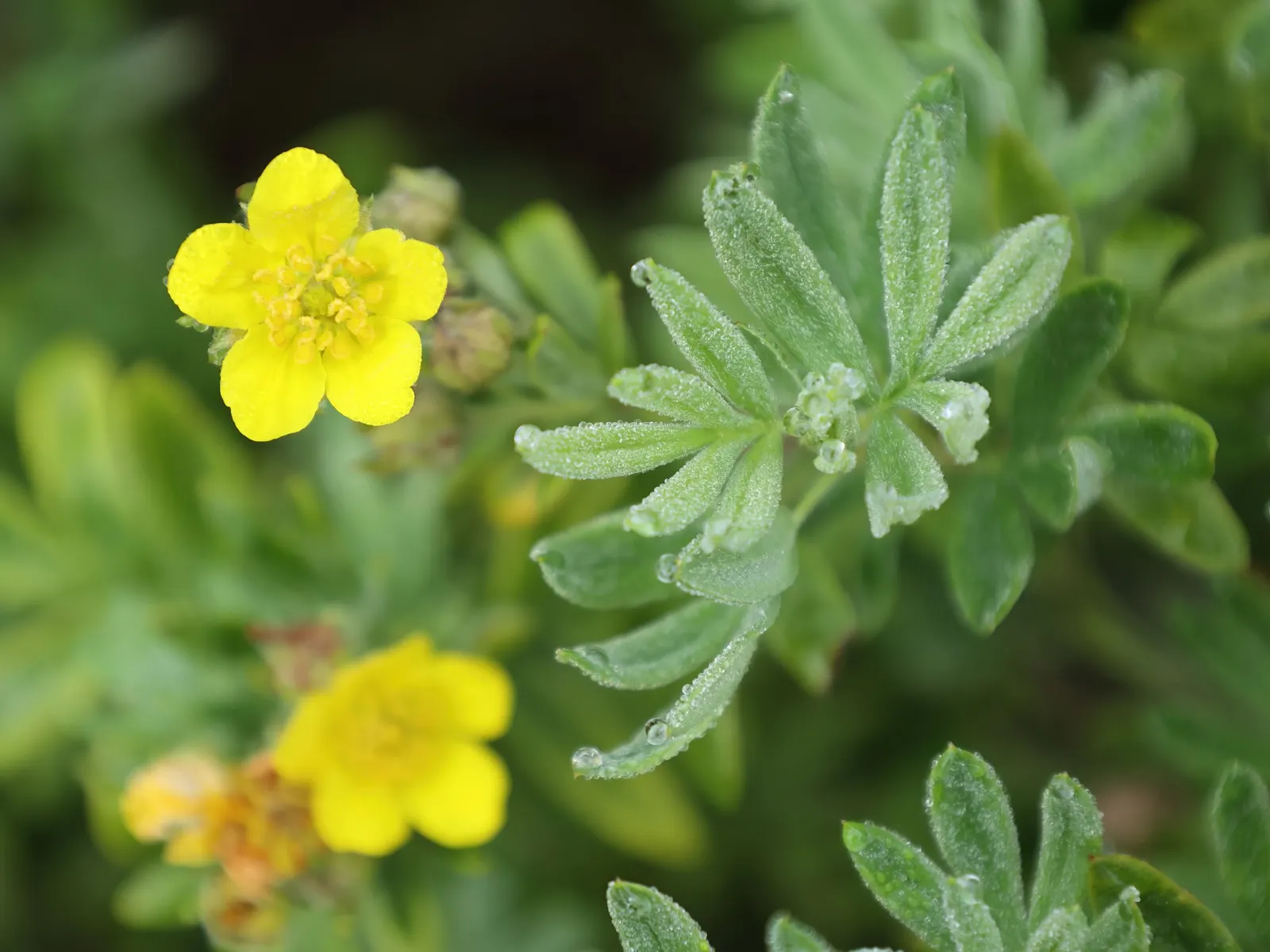Dwarf Yellow Potentilla (Potentilla Fruticosa) — Its compact form makes it ideal for borders and low hedges; each comprising five delicate petals, image 53