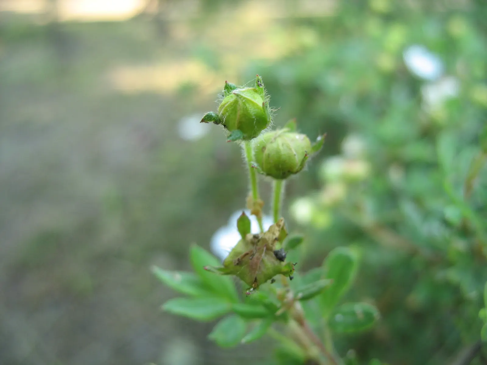 Dwarf Yellow Potentilla (Potentilla Fruticosa) — generally not exceeding 36 inches in height or width; it is as functional as it is charming