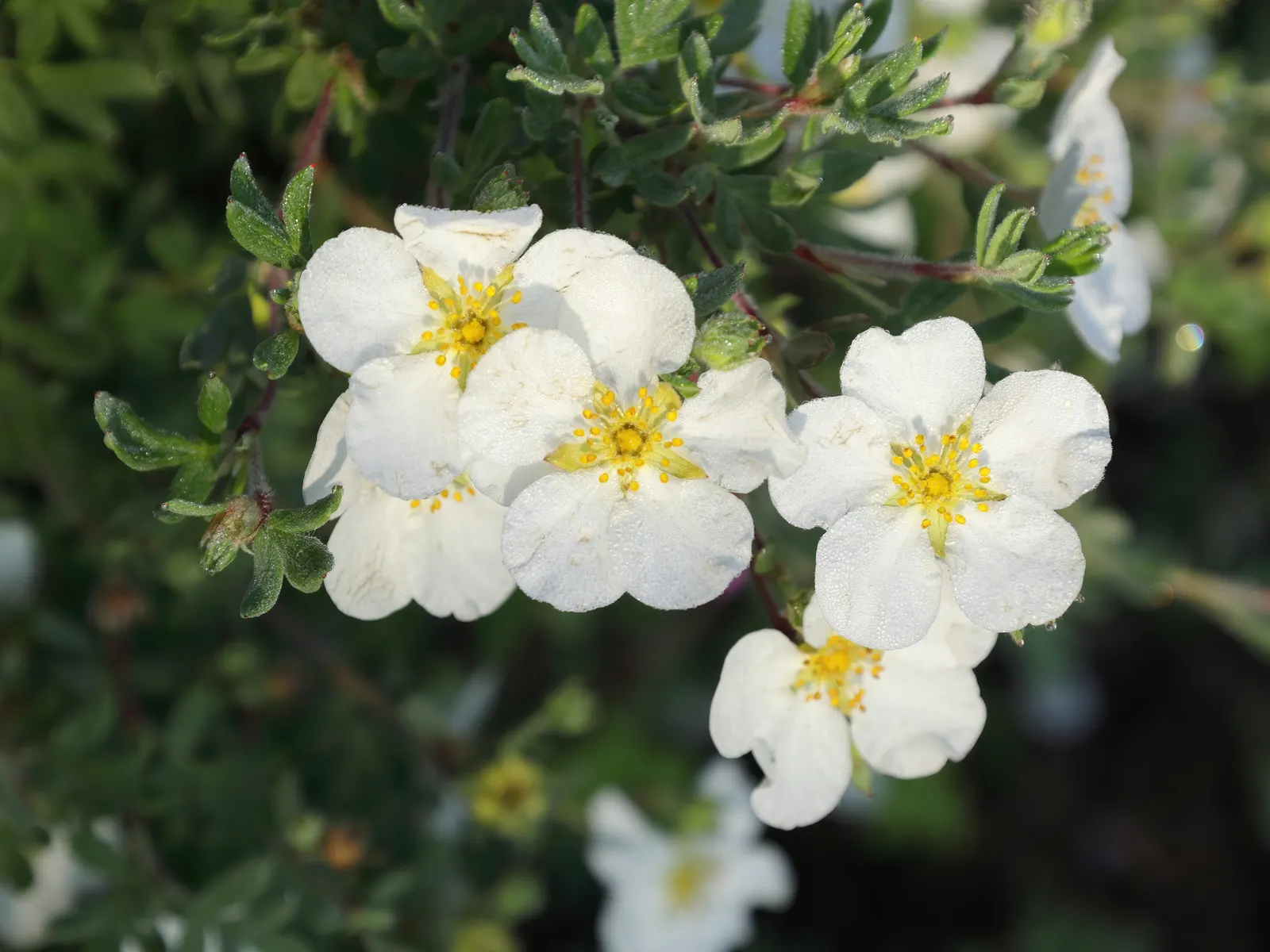 Dwarf Yellow Potentilla (Potentilla Fruticosa) — ensuring a bright and healthy garden aesthetic; shrub for full, image 69