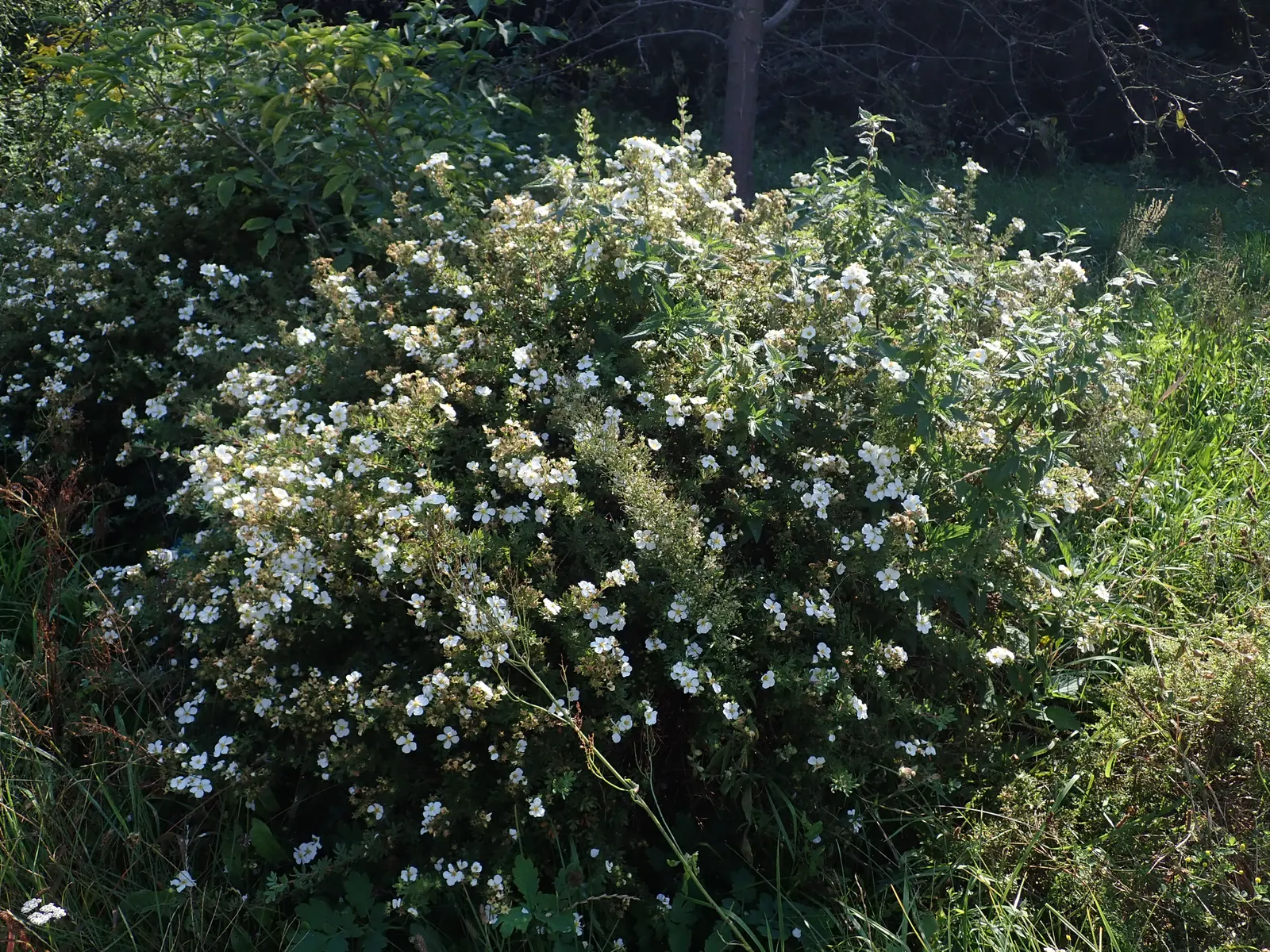 Dwarf Yellow Potentilla (Potentilla Fruticosa) — shrub with yellow blooms