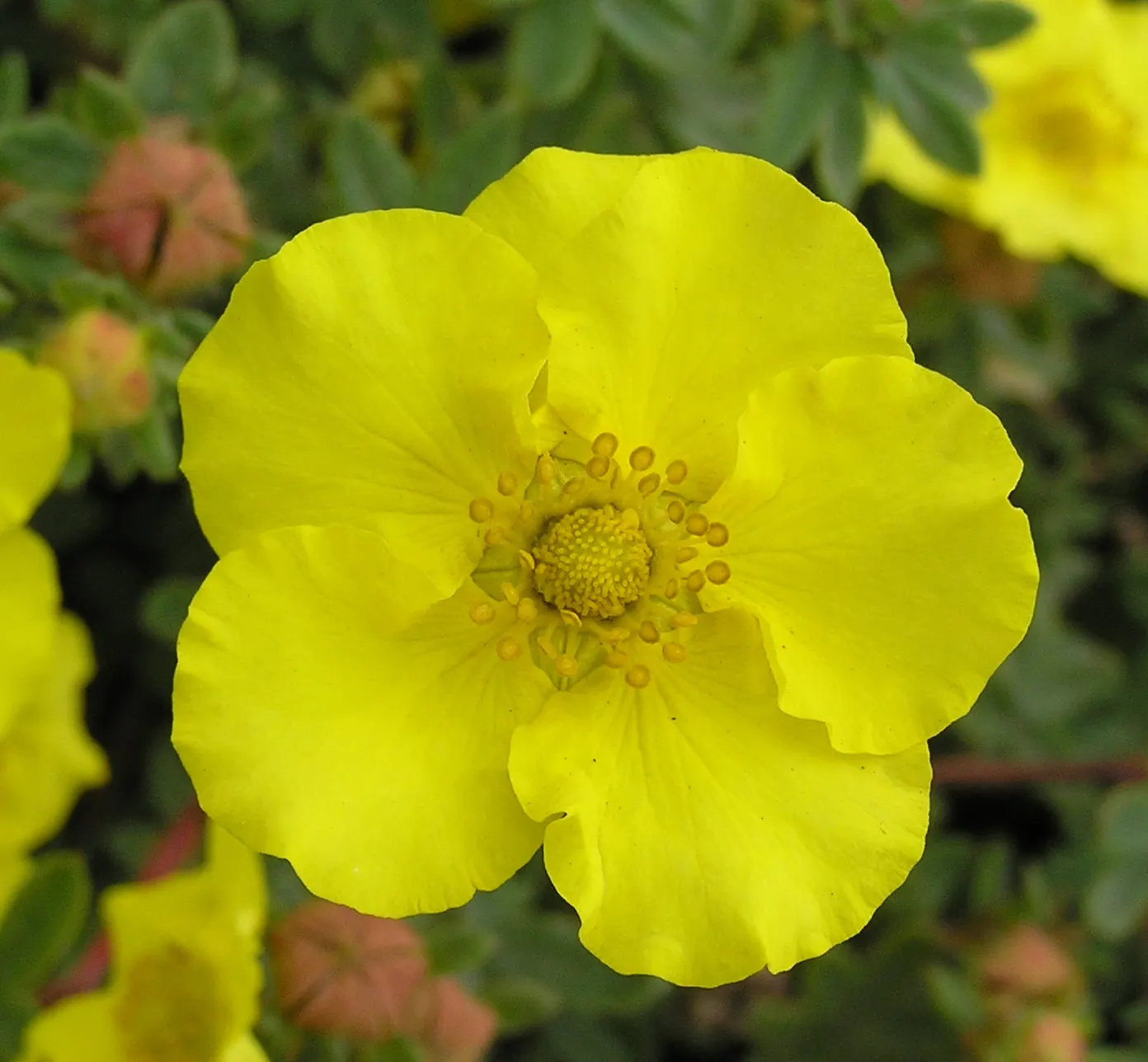 Dwarf Yellow Potentilla (Potentilla Fruticosa) — which speaks to its cold-hardiness and adaptability; bloom profusely from early summer until the first frost