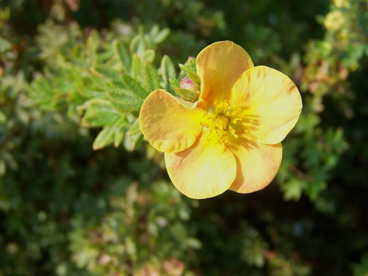 Dwarf Yellow Potentilla (Potentilla Fruticosa) — Esteemed for its vibrant, buttery-yellow blossoms, it adds a splash of color from early summer to, image 51