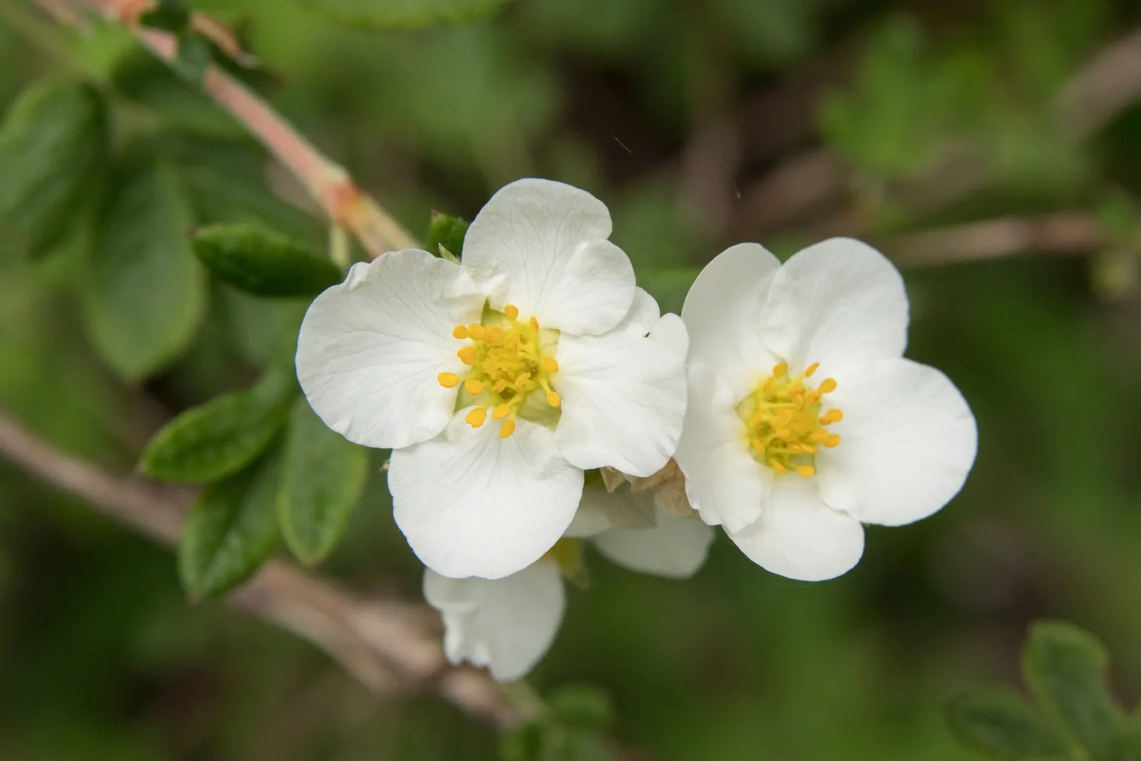Dwarf Yellow Potentilla (Potentilla Fruticosa) — which speaks to its cold-hardiness and adaptability; bloom profusely from early summer until the, image 60