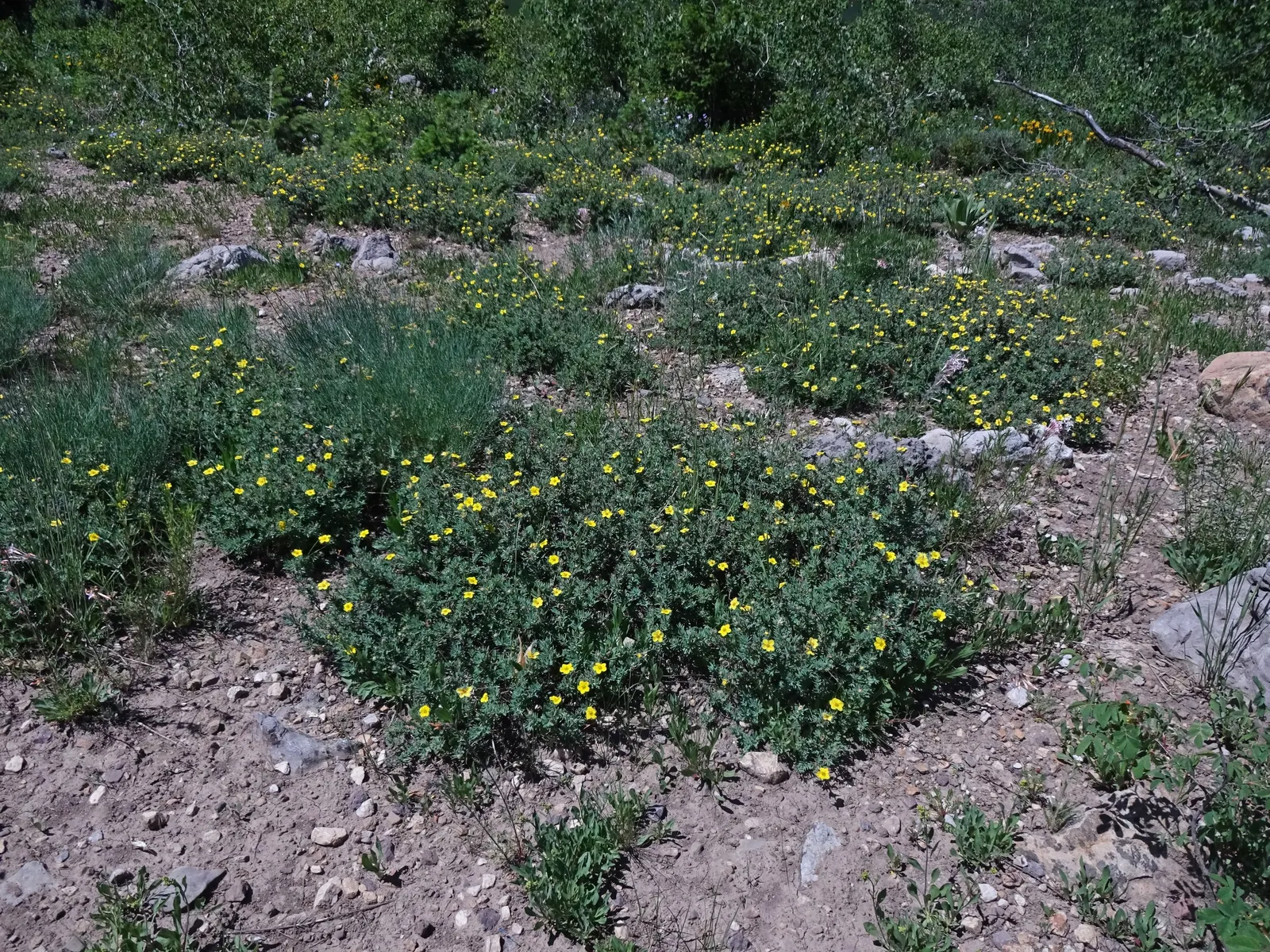Dwarf Yellow Potentilla (Potentilla Fruticosa) — yellow flowers in the garden