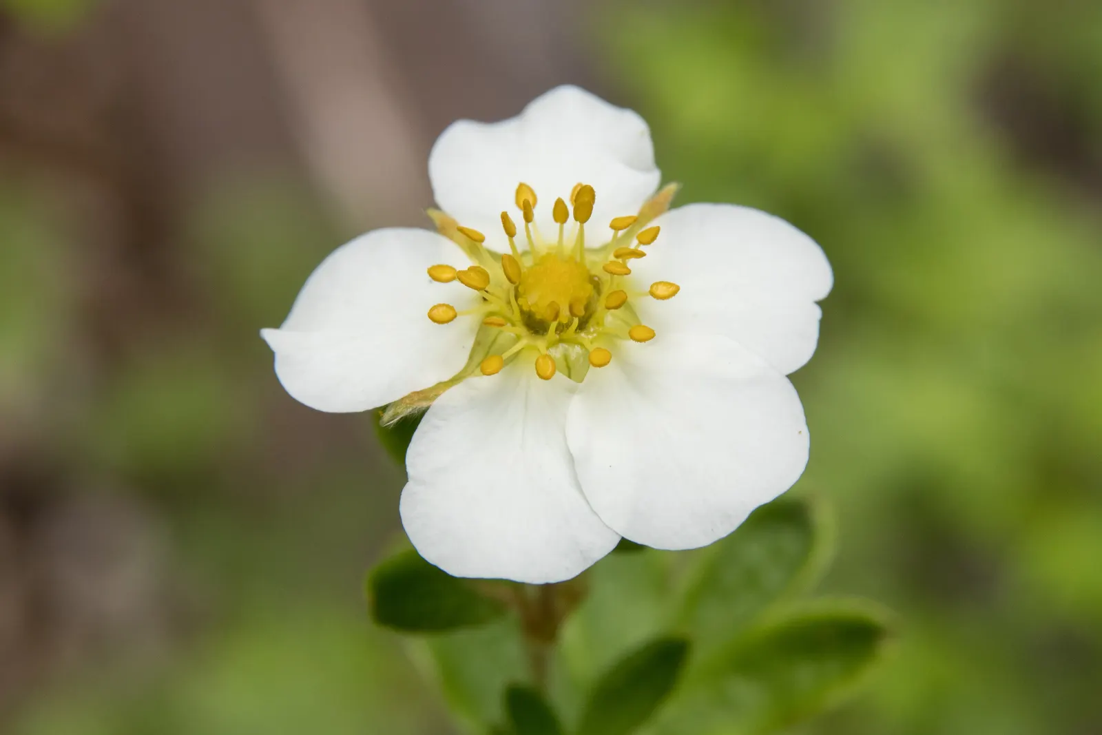 Dwarf Yellow Potentilla (Potentilla Fruticosa) — Attractive to butterflies and resistant to pests and diseases; this extended blooming period, image 67