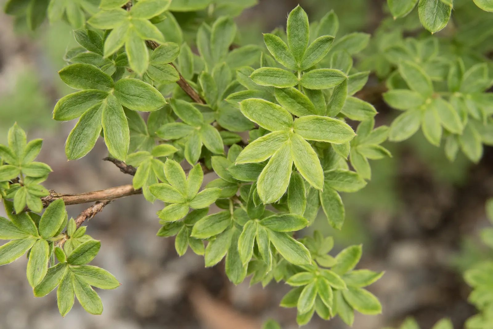 Dwarf Yellow Potentilla (Potentilla Fruticosa) — scientifically known as Potentilla fruticosa; the Dwarf Yellow Potentilla is drought-resistant and, image 54