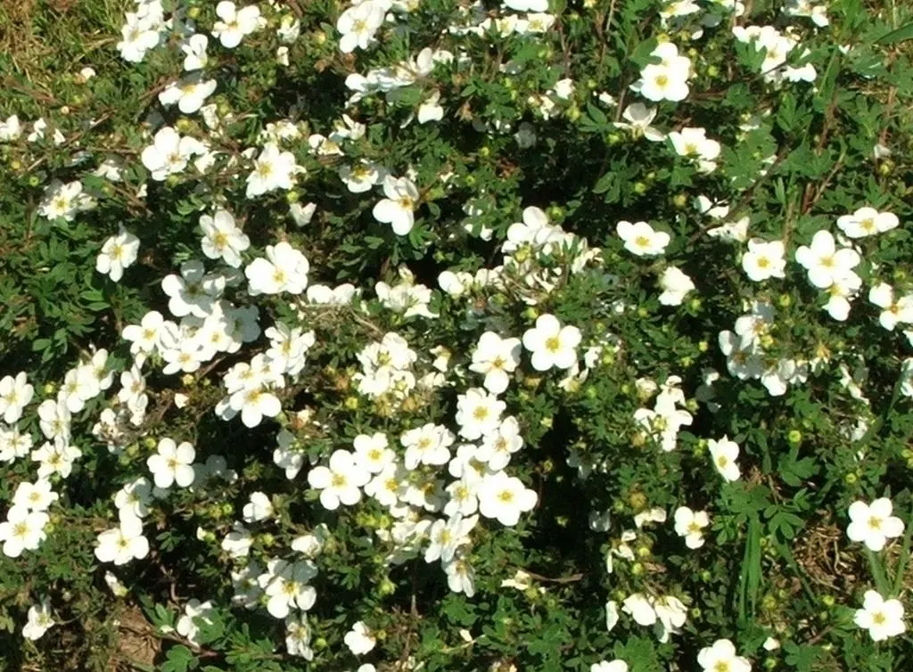 Dwarf Yellow Potentilla (Potentilla Fruticosa) — shrub with yellow blooms; though well-draining soil is best, image 71
