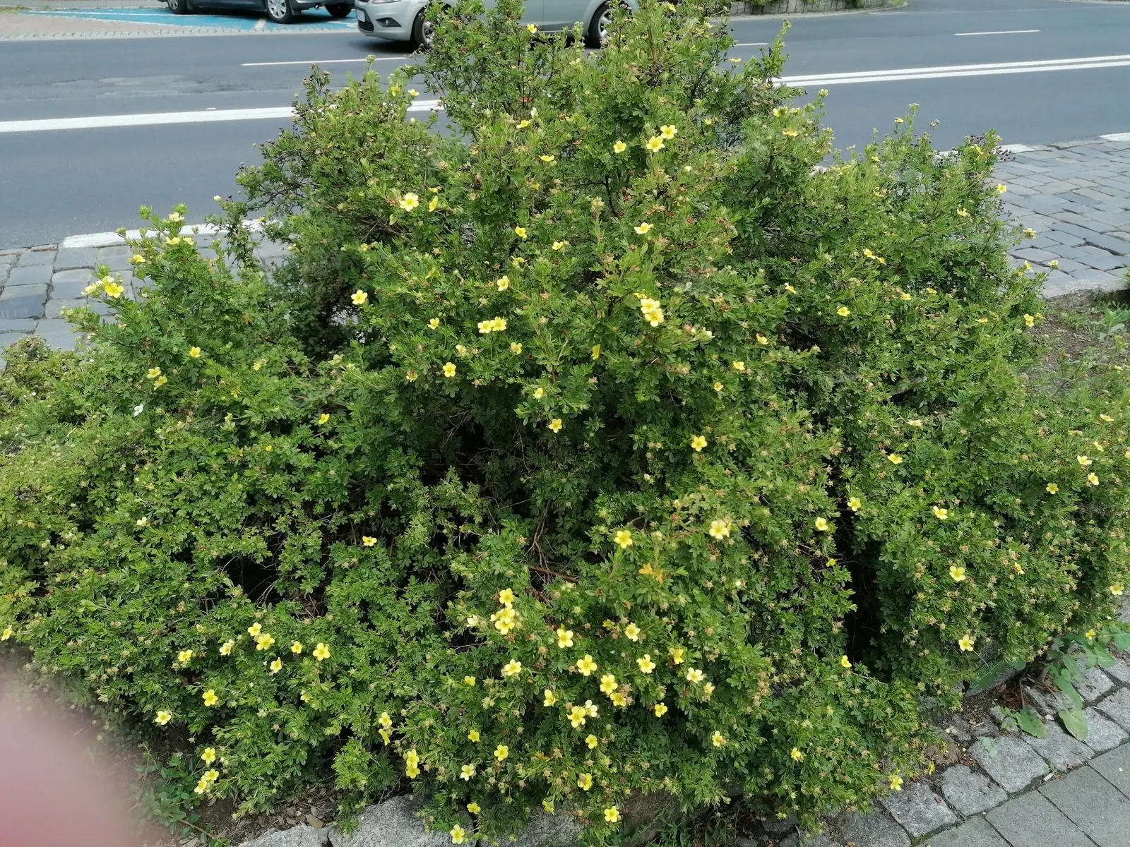 Dwarf Yellow Potentilla (Potentilla Fruticosa) — generally not exceeding 36 inches in height or width