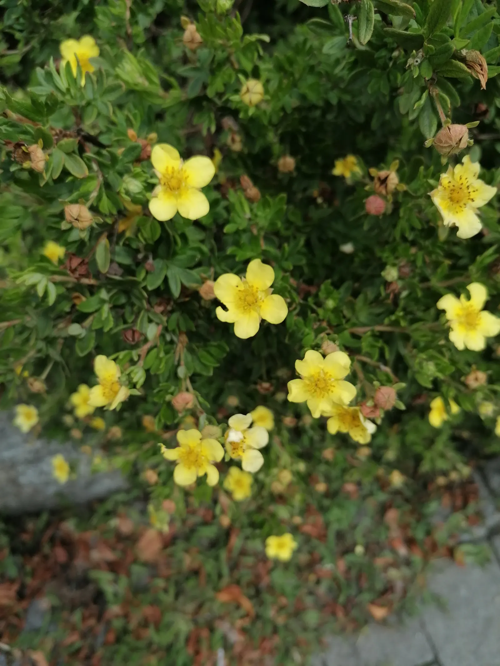 Dwarf Yellow Potentilla (Potentilla Fruticosa) — Esteemed for its vibrant, buttery-yellow blossoms, it adds a splash of color from early summer to fall