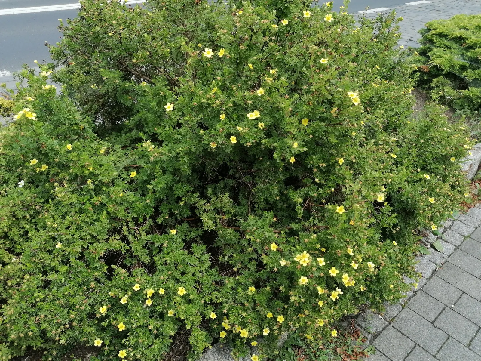 Dwarf Yellow Potentilla (Potentilla Fruticosa) — It prefers full sun to light shade and is highly tolerant of various soil types