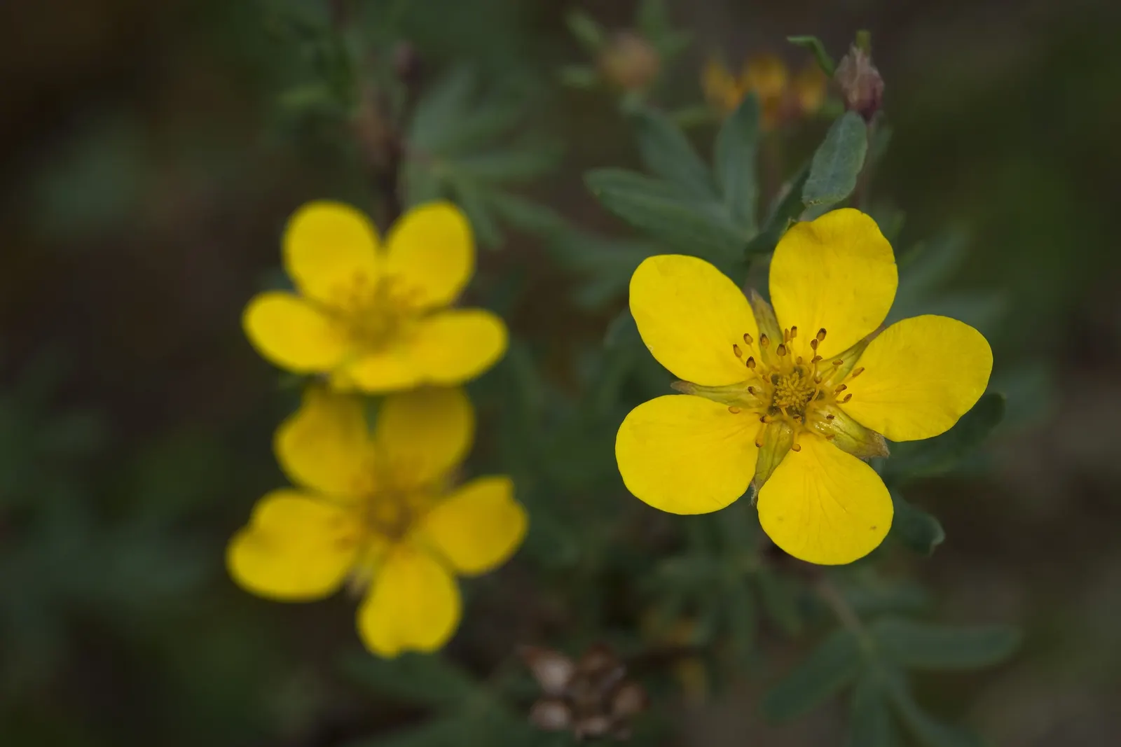 Dwarf Yellow Potentilla (Potentilla Fruticosa) — though well-draining soil is best; shrub with yellow blooms