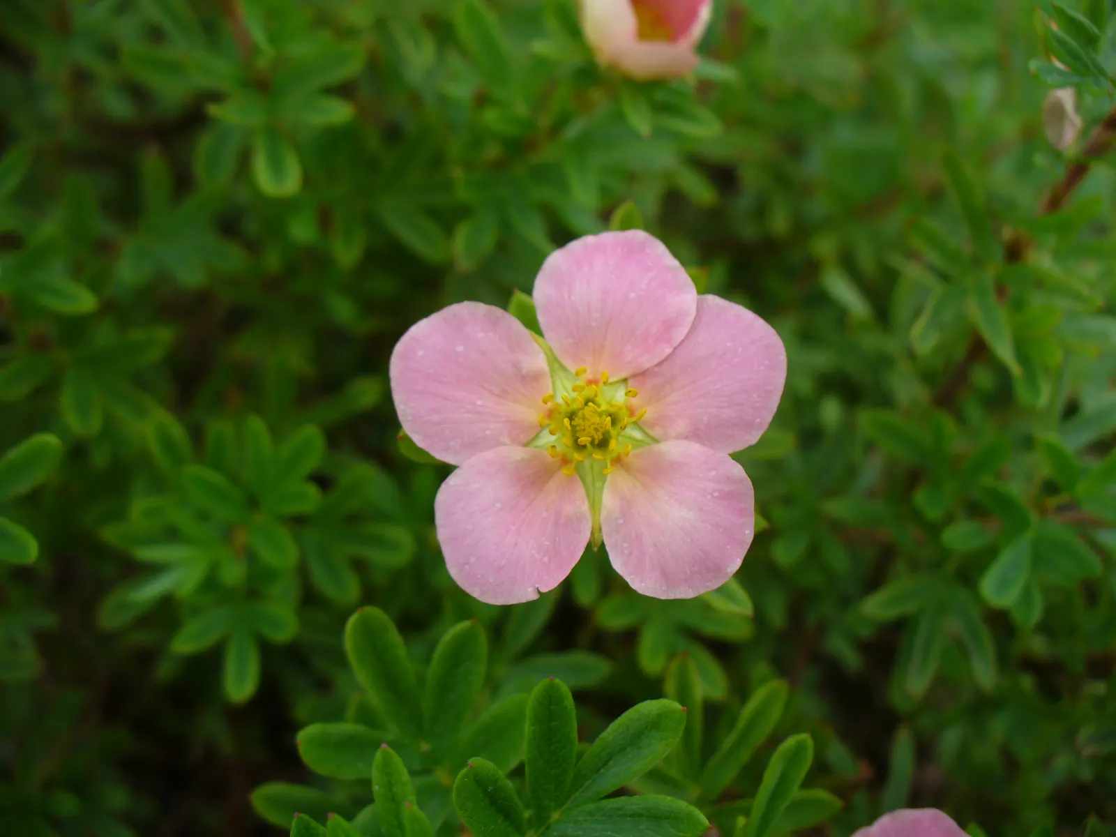 Dwarf Yellow Potentilla (Potentilla Fruticosa) — though well-draining soil is best