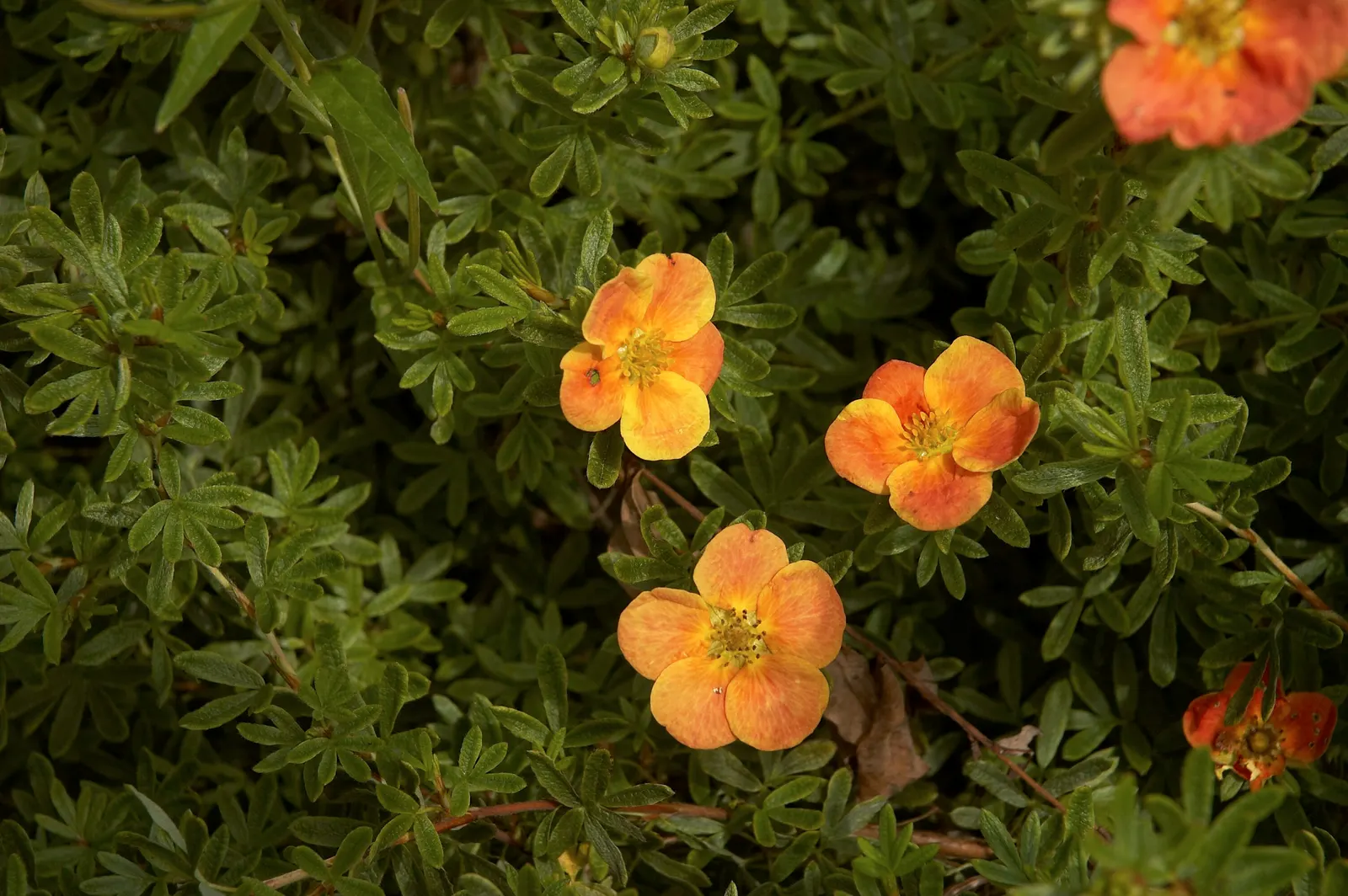 Dwarf Yellow Potentilla (Potentilla Fruticosa) — Typically maturing to a modest height of 1 to 3 feet with a similar spread; yellow flowers in the garden