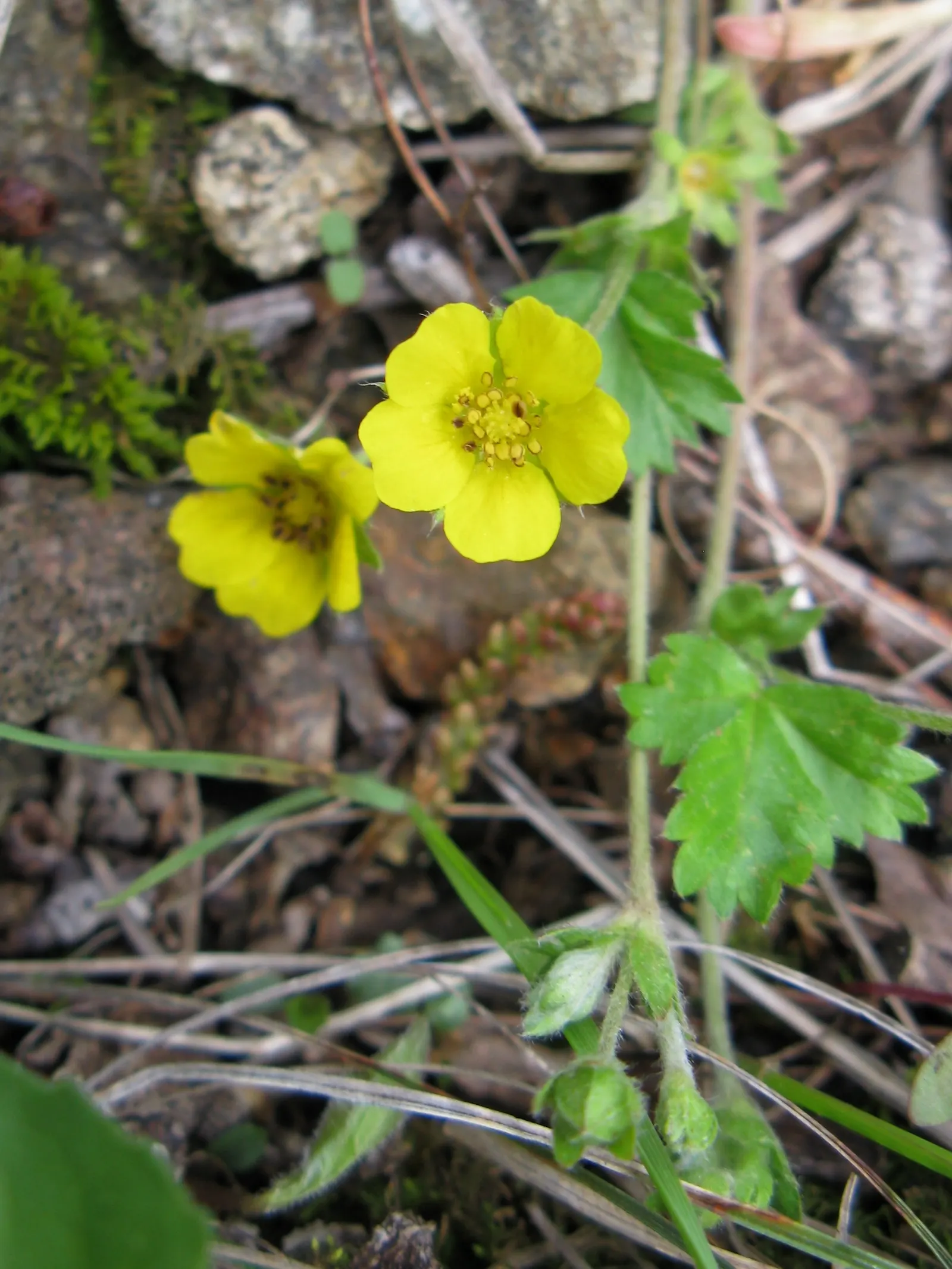Dwarf Yellow Potentilla (Potentilla Fruticosa) — adding seasonal interest.<br><br>Potentilla fruticosa thrives in USDA Hardiness Zones 2 through 7