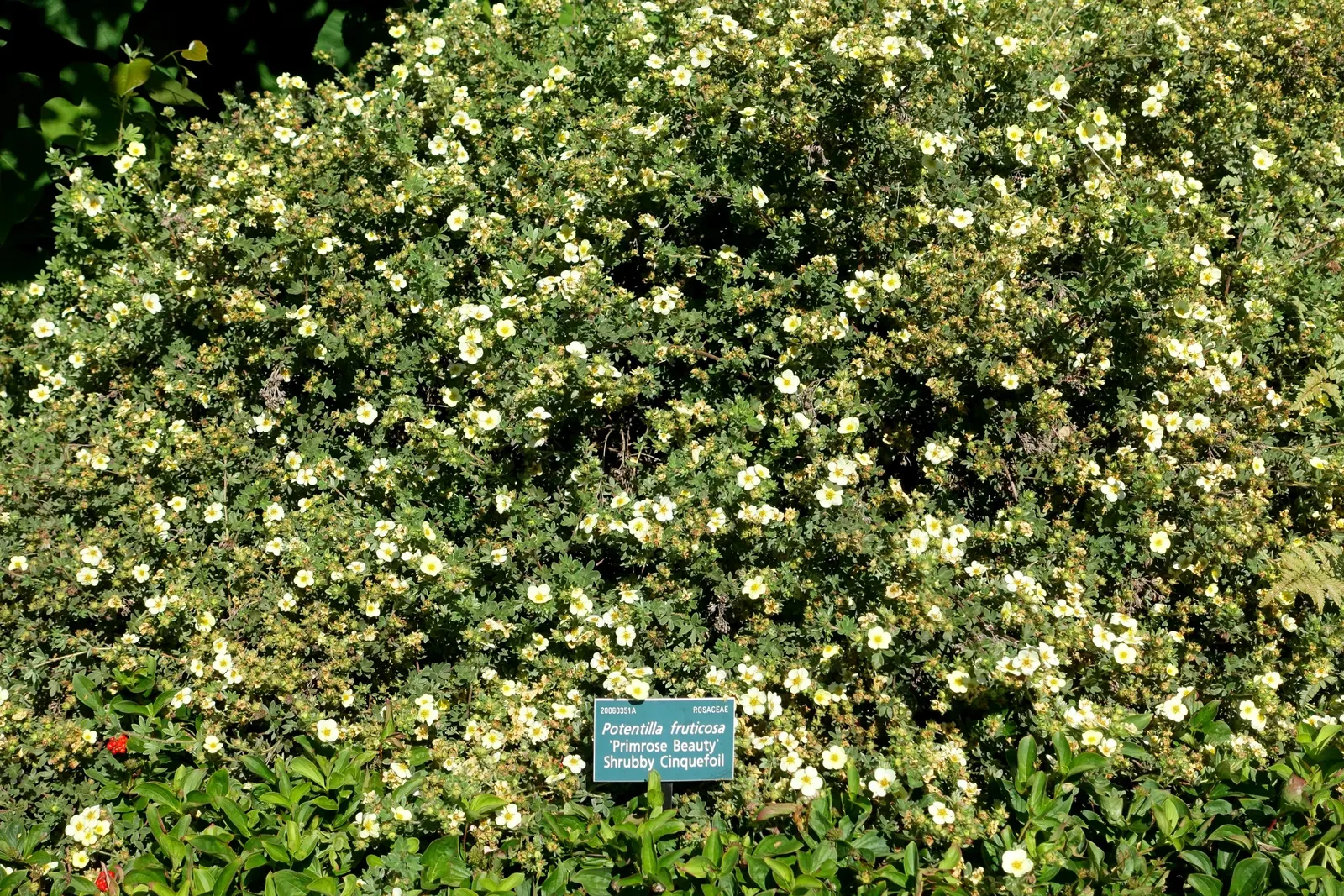 Dwarf Yellow Potentilla (Potentilla Fruticosa) — shrub for full