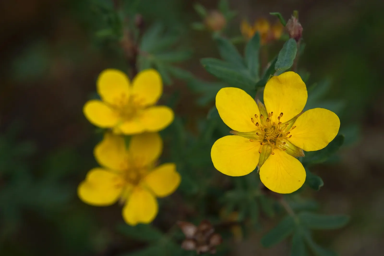 Dwarf Yellow Potentilla (Potentilla Fruticosa) — adding seasonal interest.<br><br>Potentilla fruticosa thrives in USDA Hardiness Zones 2 through 7; deciduous