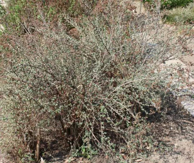 Dwarf Yellow Potentilla (Potentilla Fruticosa) — generally not exceeding 36 inches in height or width; it is as functional as it is charming, image 65
