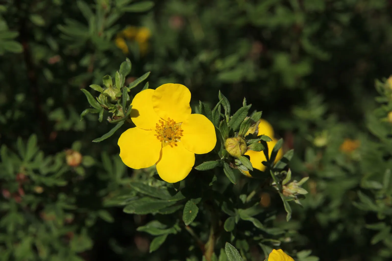 Dwarf Yellow Potentilla (Potentilla Fruticosa) — Typically maturing to a modest height of 1 to 3 feet with a similar spread