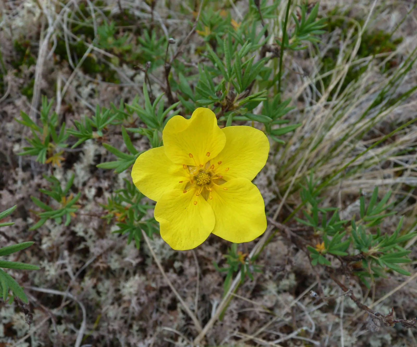 Dwarf Yellow Potentilla (Potentilla Fruticosa) — yellow flowers in the garden; typically maturing to a modest height of 1 to 3 feet with a similar spread