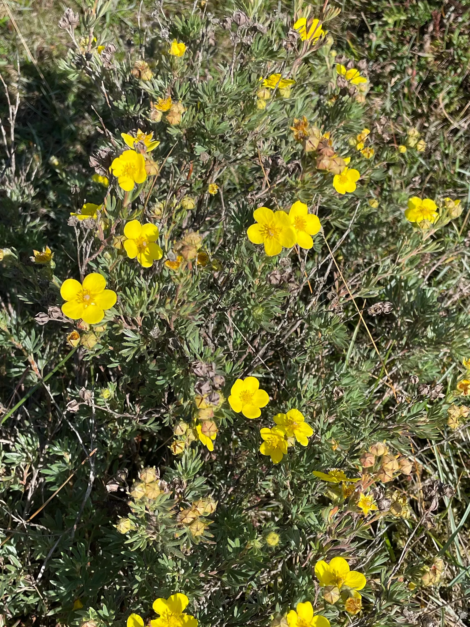 Dwarf Yellow Potentilla (Potentilla Fruticosa) — it is as functional as it is charming; generally not exceeding 36 inches in height or width