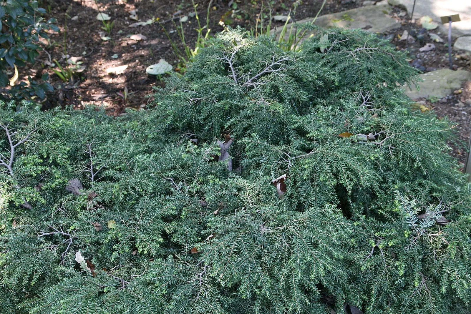 Bennett Hemlock (Tsuga Canadensis 'Bennett') — The Tsuga canadensis 'Bennett,' or Bennett Hemlock, is a compact, slow-growing conifer