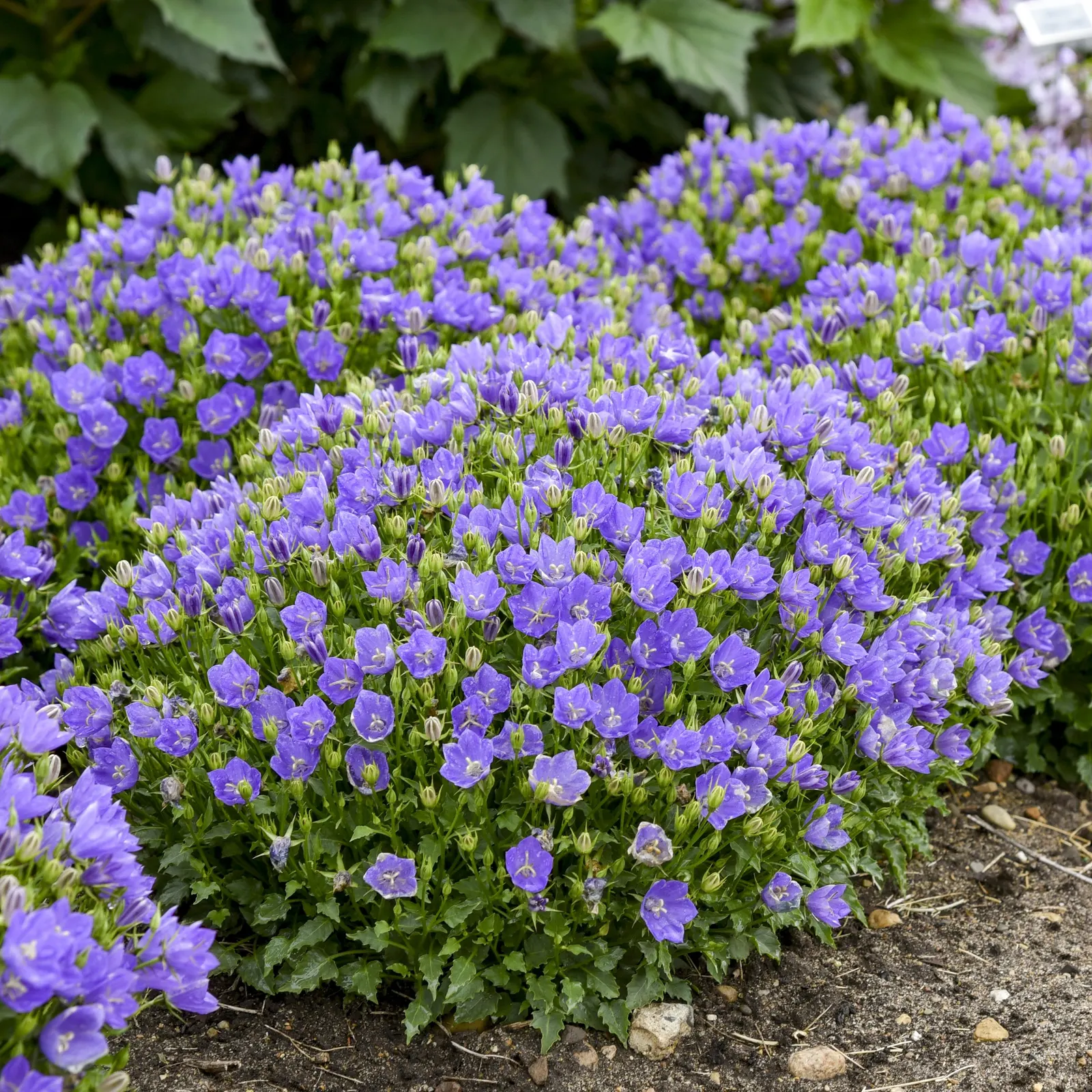 'Midnight' Carpathian Bellflower (Campanula carpatica) — The Campanula carpatica 'Midnight' is a compact perennial with green foliage and dark violet-blue