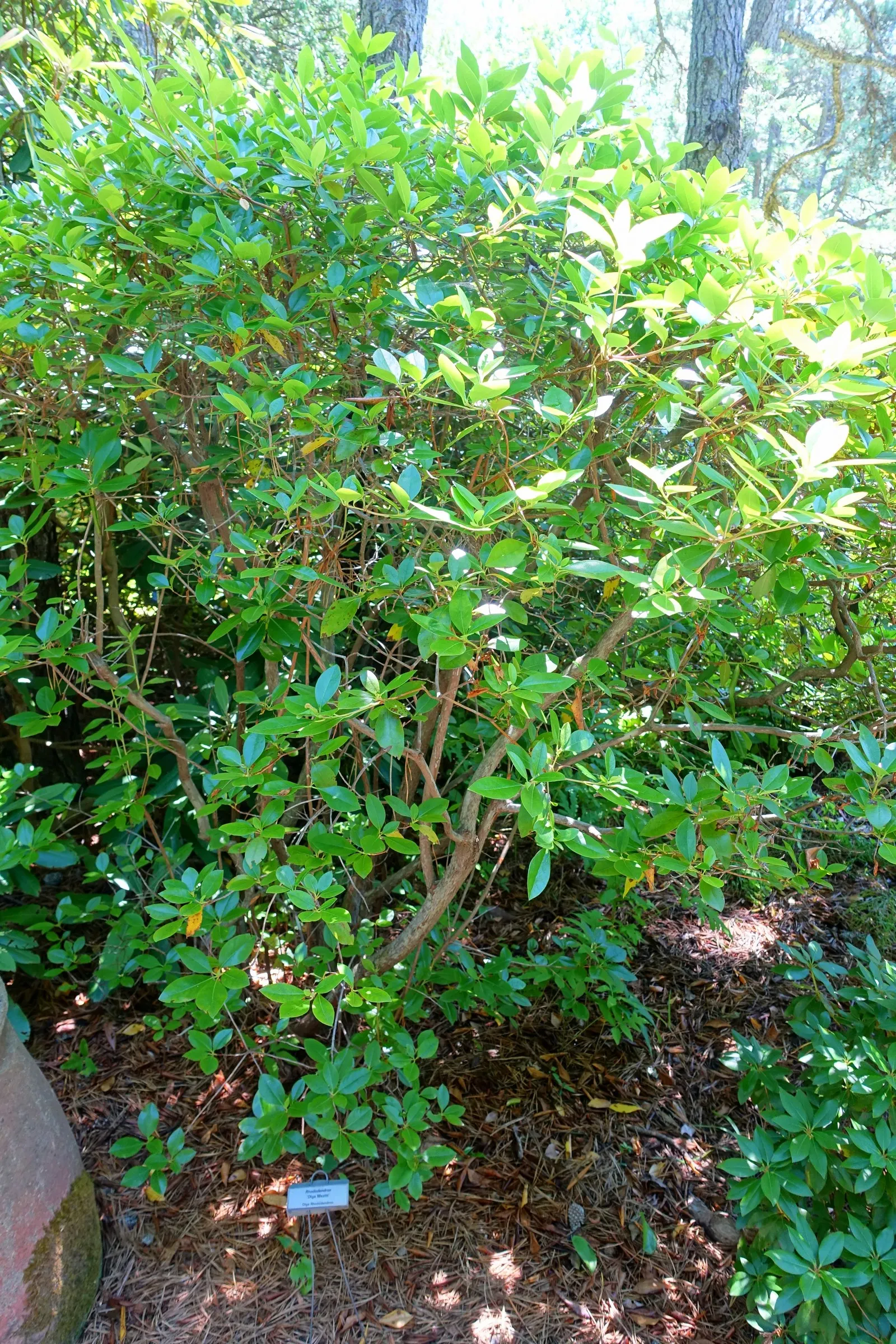 Olga Mezitt Rhododendron (Rhododendron 'Olga Mezitt') — Rhododendron 'Olga Mezitt' is an eye-catching, evergreen shrub reaching 3-4 feet tall with an equal