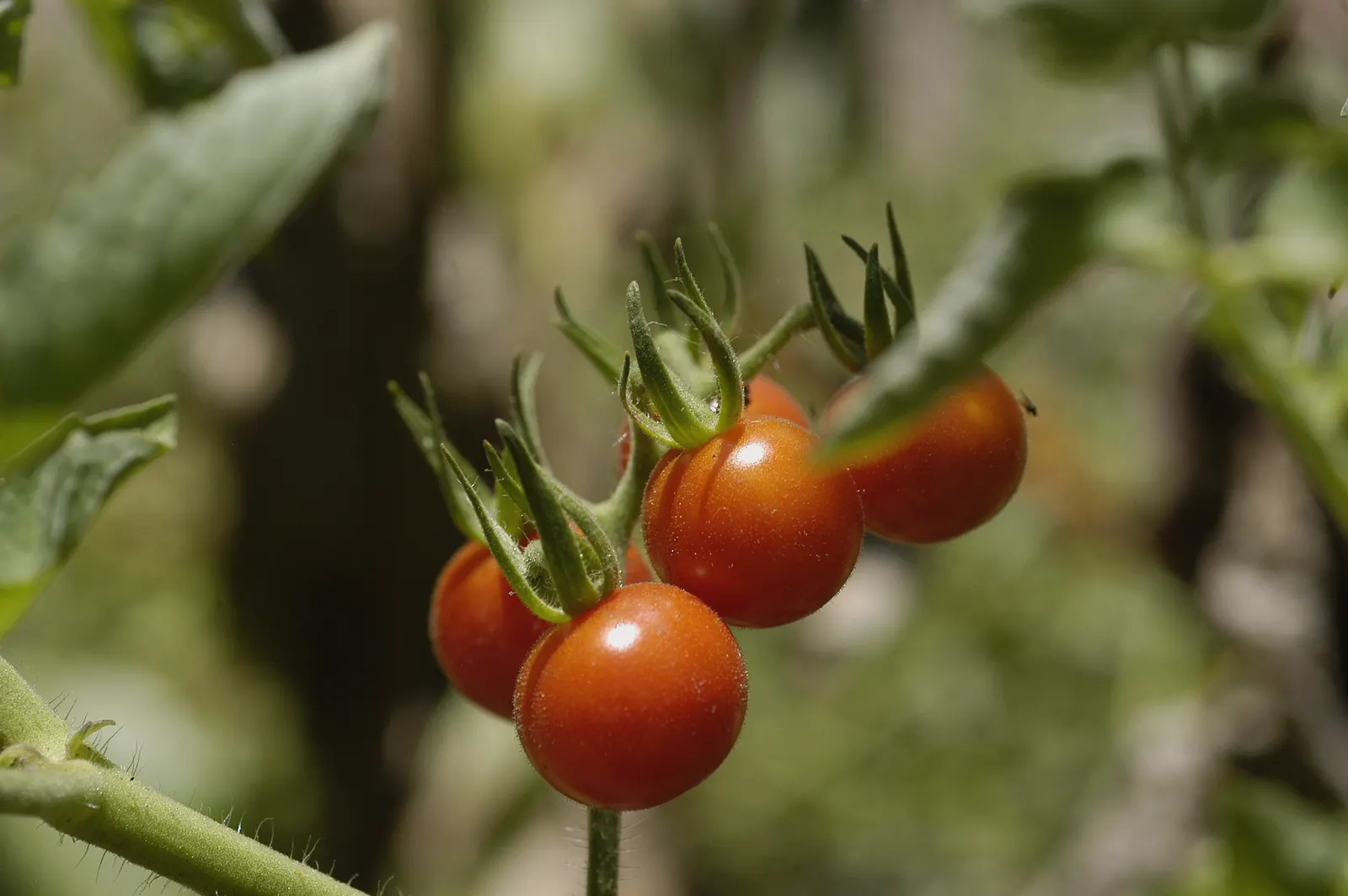 Cherry Tomato (Solanum Lycopersicum Var. Cerasiforme) — yellow flowers in the garden; the Cherry Tomato, or Solanum lycopersicum var, image 76