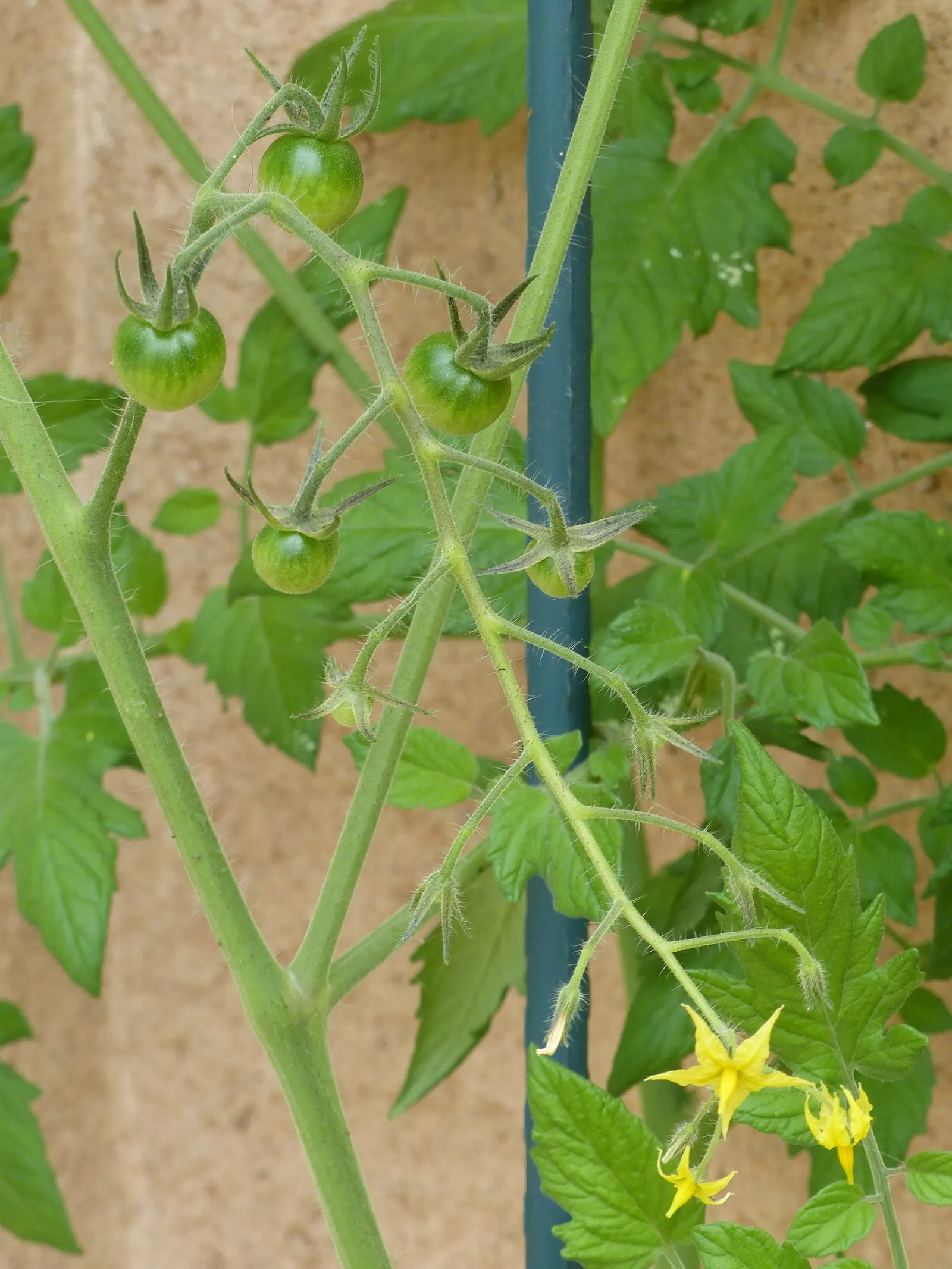 Cherry Tomato (Solanum Lycopersicum Var. Cerasiforme) — It matures relatively quickly, reaching fruit-bearing readiness roughly 60 to 70 days, image 69
