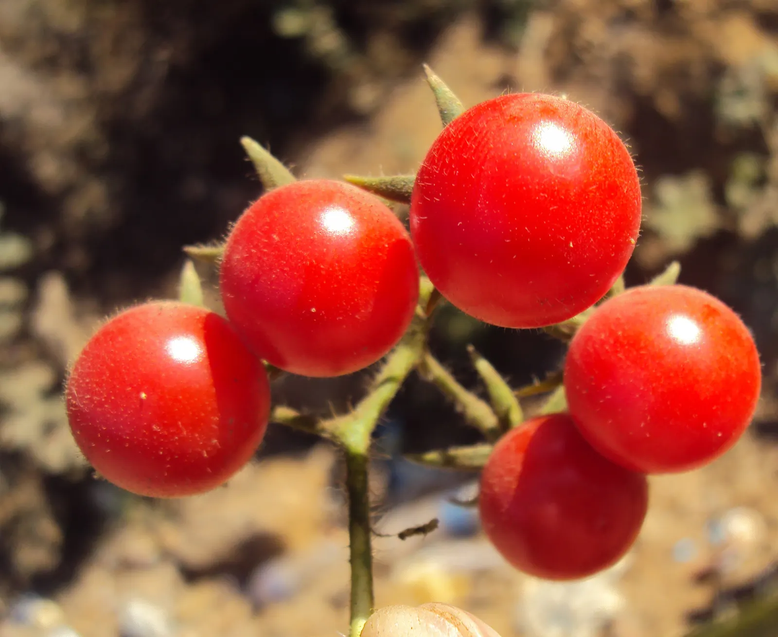 Cherry Tomato (Solanum Lycopersicum Var. Cerasiforme) — The Cherry Tomato, or Solanum lycopersicum var; space plants 24-36 inches apart for optimal growth