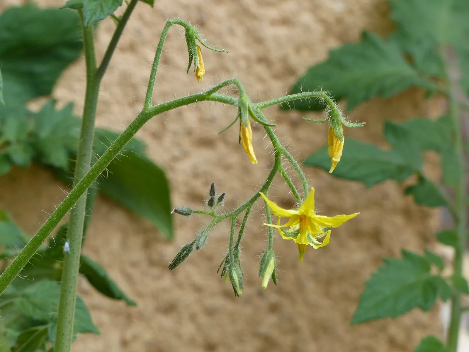 Cherry Tomato (Solanum Lycopersicum Var. Cerasiforme) — cerasiforme) is a compact, indeterminate vine bearing small, rounded fruits roughly 1-1.5, image 54