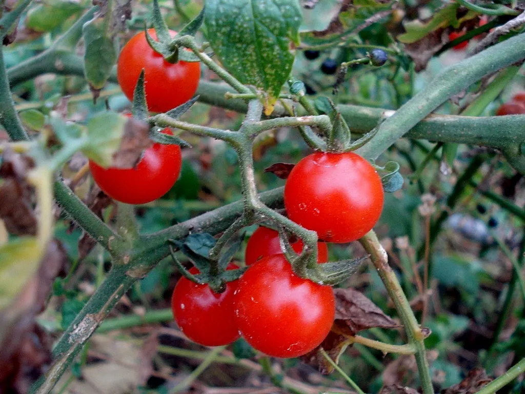 Cherry Tomato (Solanum Lycopersicum Var. Cerasiforme) — vegetable with yellow blooms