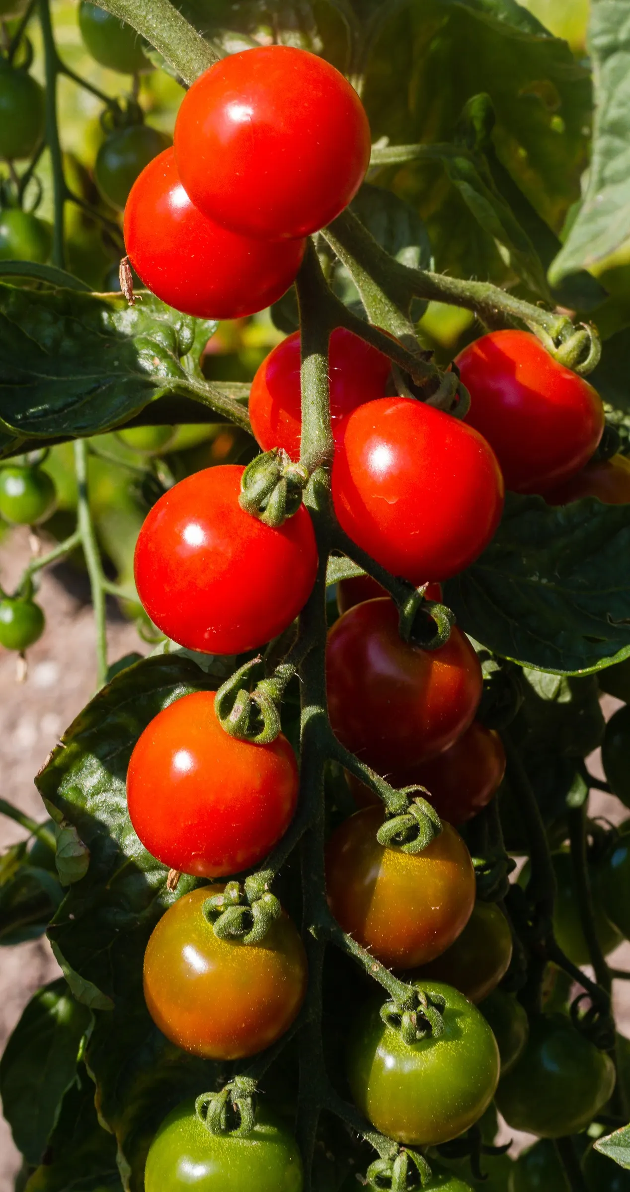 Cherry Tomato (Solanum Lycopersicum Var. Cerasiforme) — the Cherry Tomato sets itself apart with fruit that is typically about 1-1.5 inches in diameter