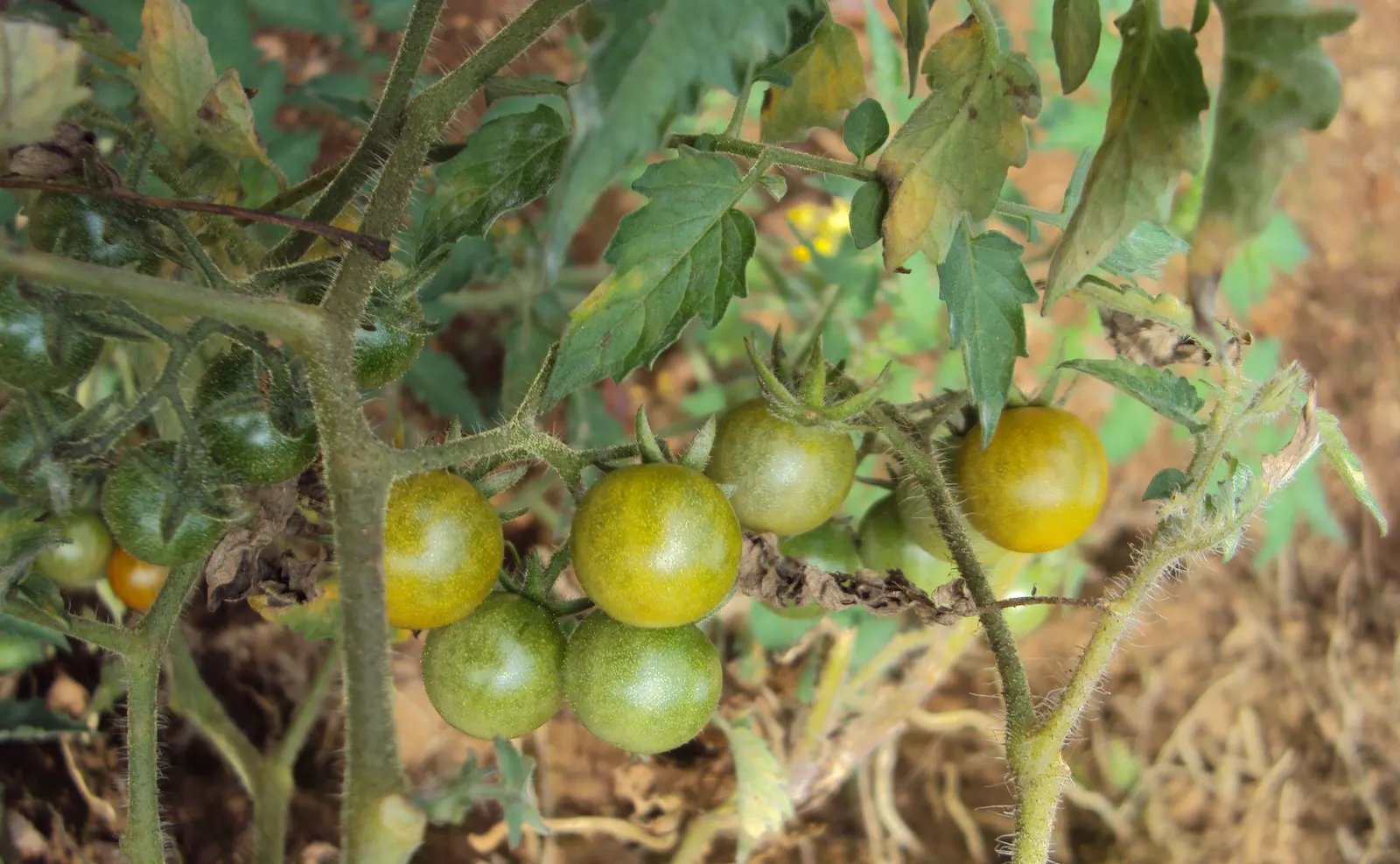 Cherry Tomato (Solanum Lycopersicum Var. Cerasiforme) — revered for its versatility and sweet