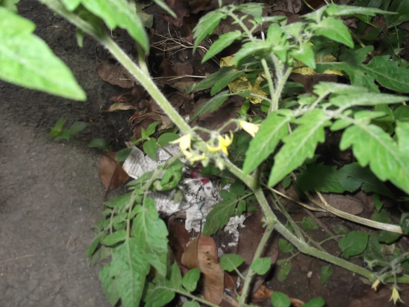 Cherry Tomato (Solanum Lycopersicum Var. Cerasiforme) — Thriving in well-drained soil and full sun; with suitable staking or caging, image 55