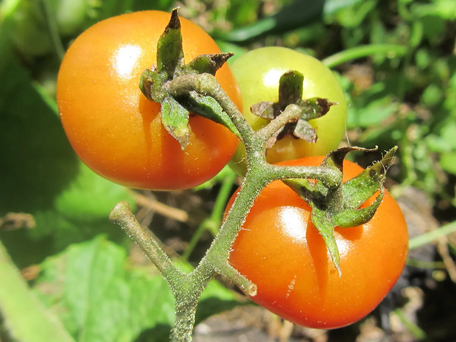 Cherry Tomato (Solanum Lycopersicum Var. Cerasiforme) — cerasiforme) is a compact, indeterminate vine bearing small, rounded fruits roughly 1-1.5, image 80