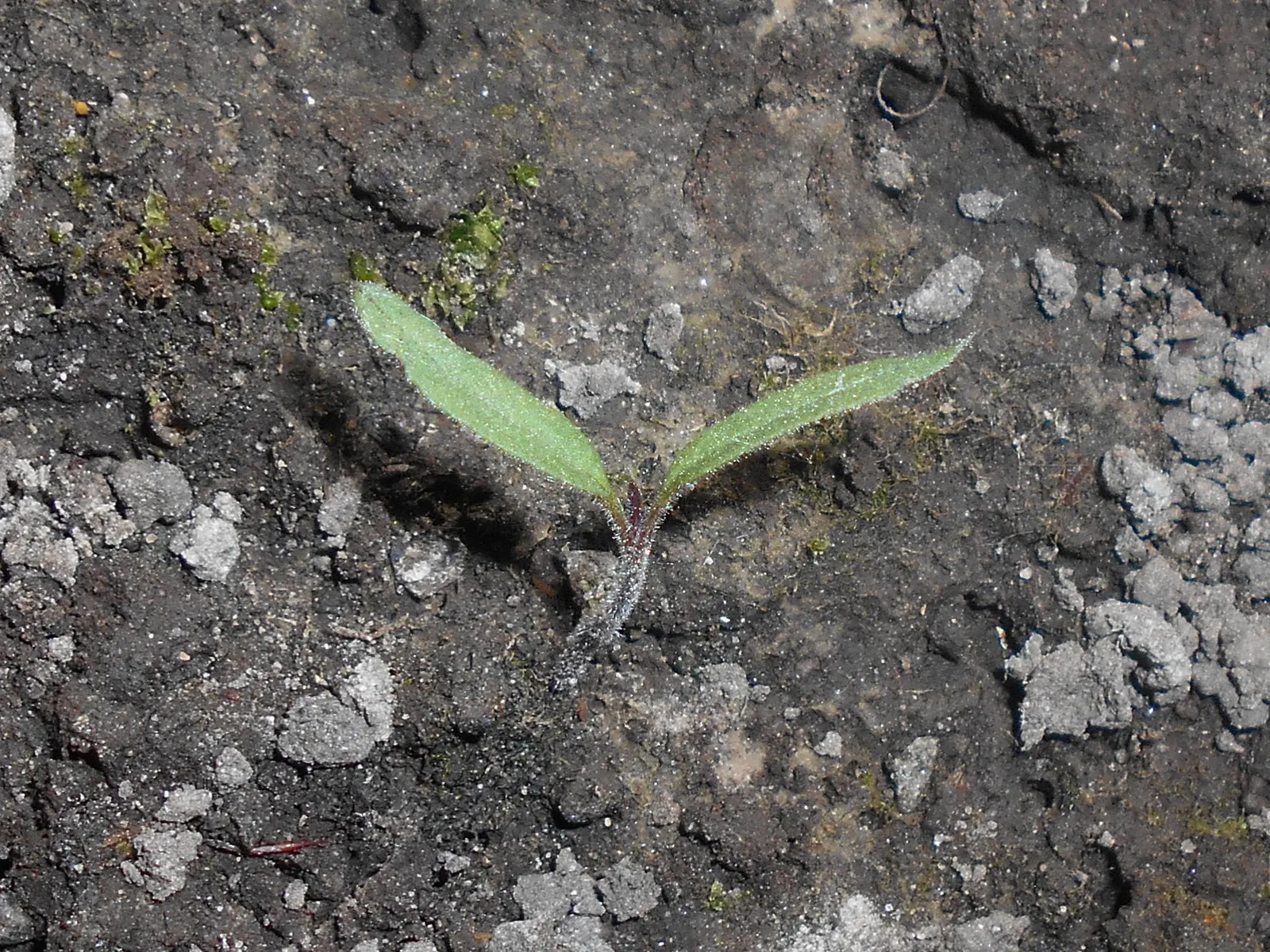 Cherry Tomato (Solanum Lycopersicum Var. Cerasiforme) — miniature kin of the standard tomato; this prolific producer flourishes in full sun and, image 88