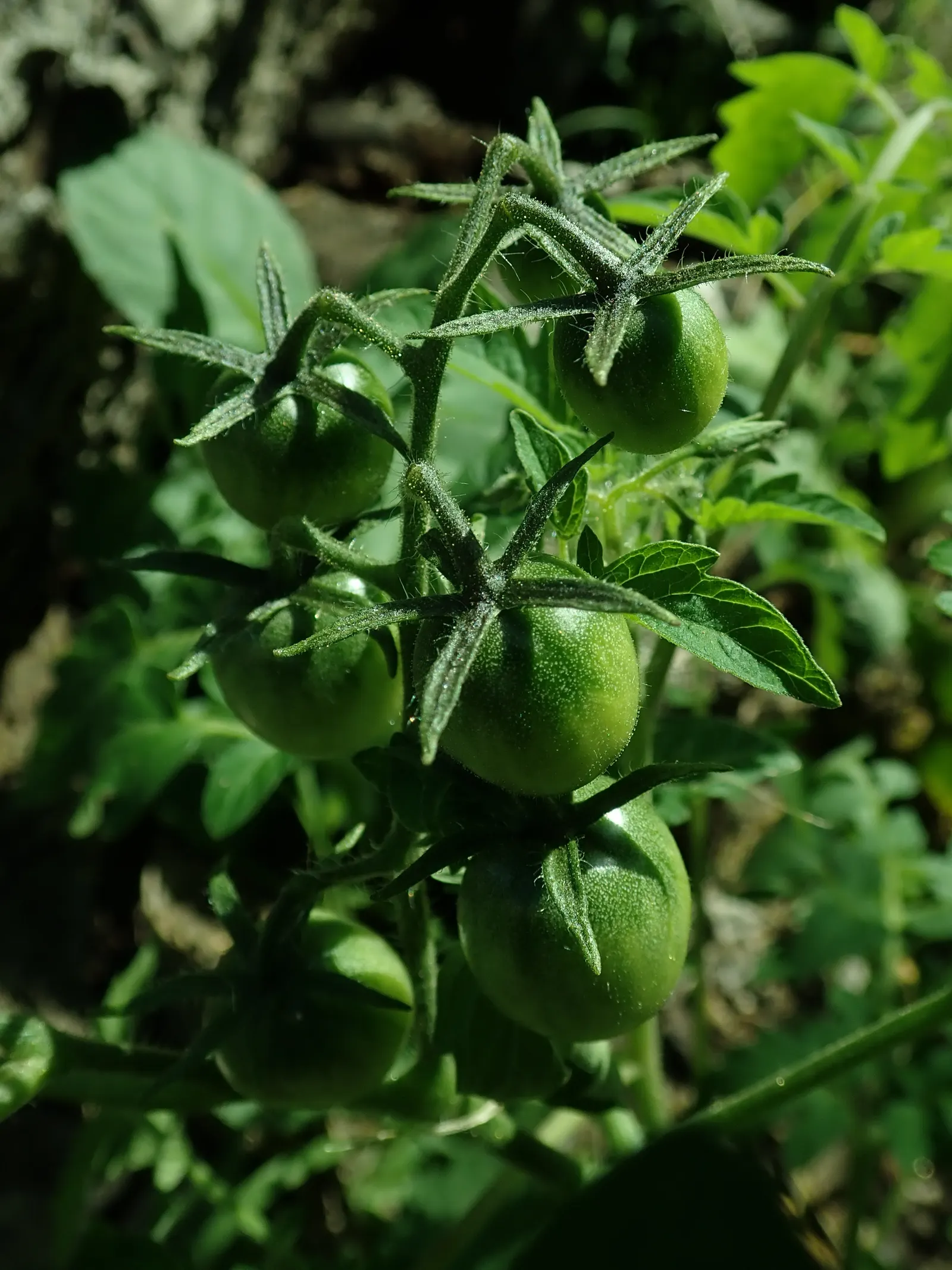 Cherry Tomato (Solanum Lycopersicum Var. Cerasiforme) — Space plants 24-36 inches apart for optimal growth; cherry Tomato (Solanum lycopersicum var
