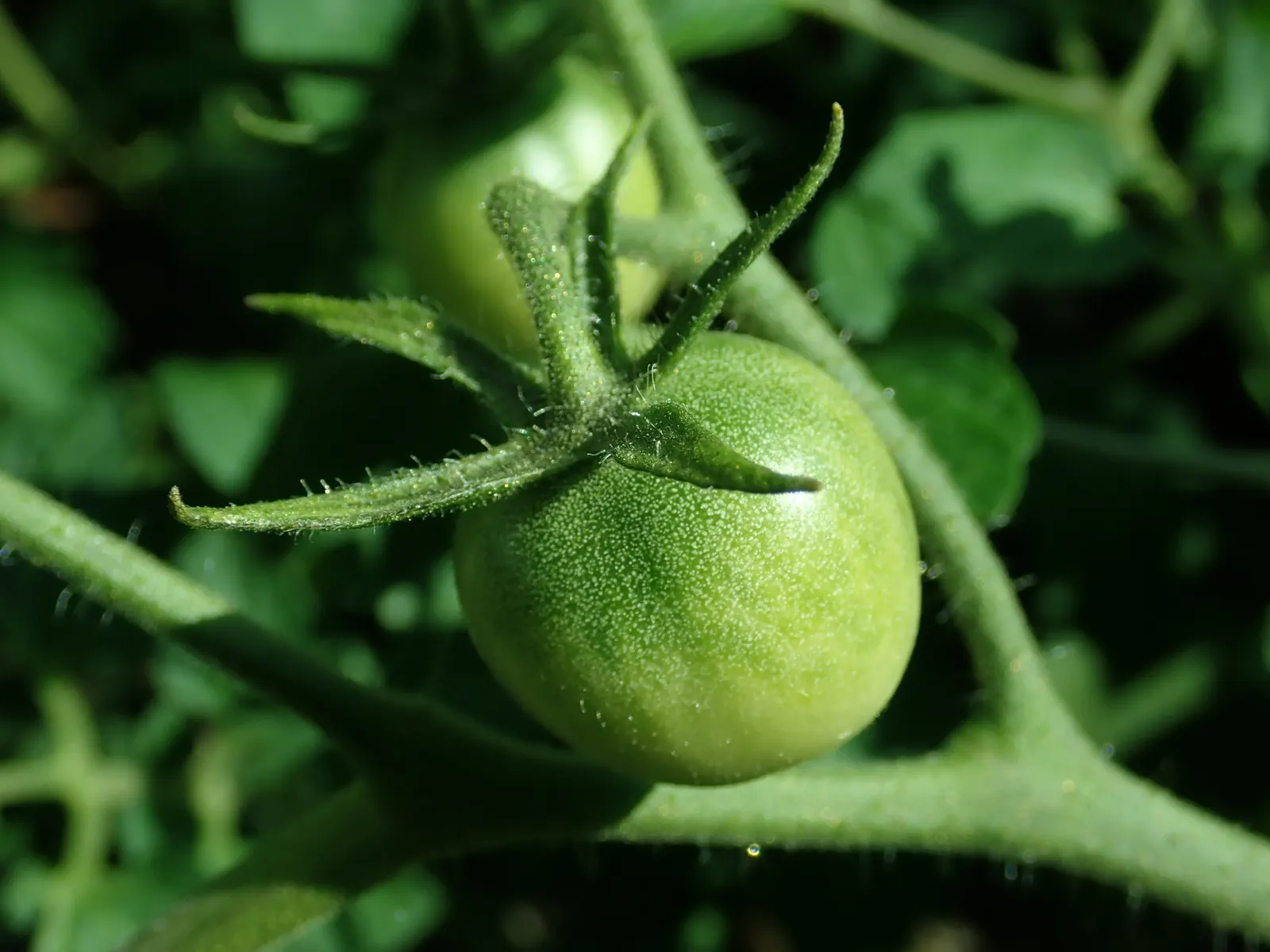 Cherry Tomato (Solanum Lycopersicum Var. Cerasiforme) — Ideal for container planting and garden beds